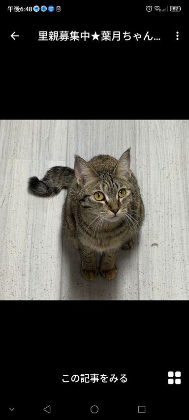 雑種（ミックス猫）・メスの里親募集の写真