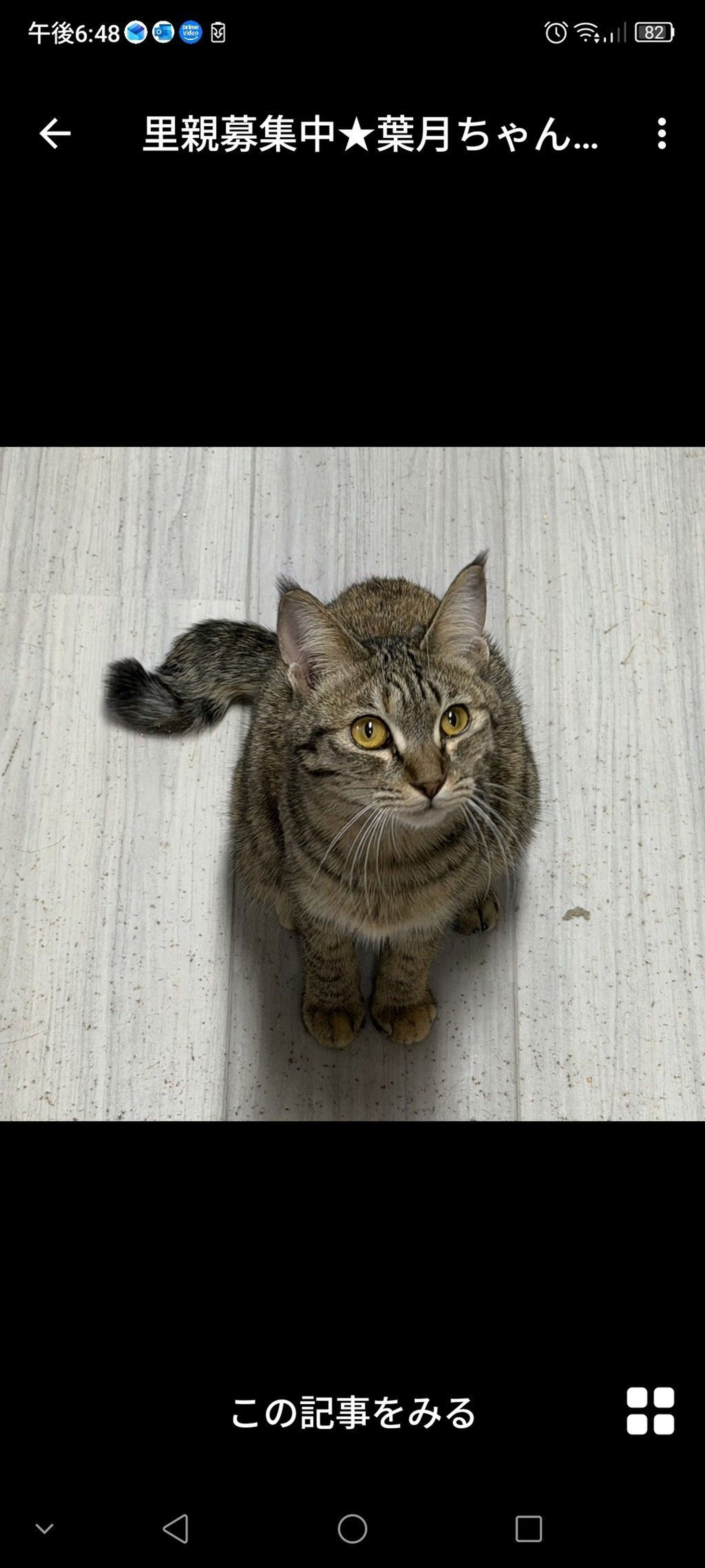 雑種（ミックス猫）・メスの里親募集の写真