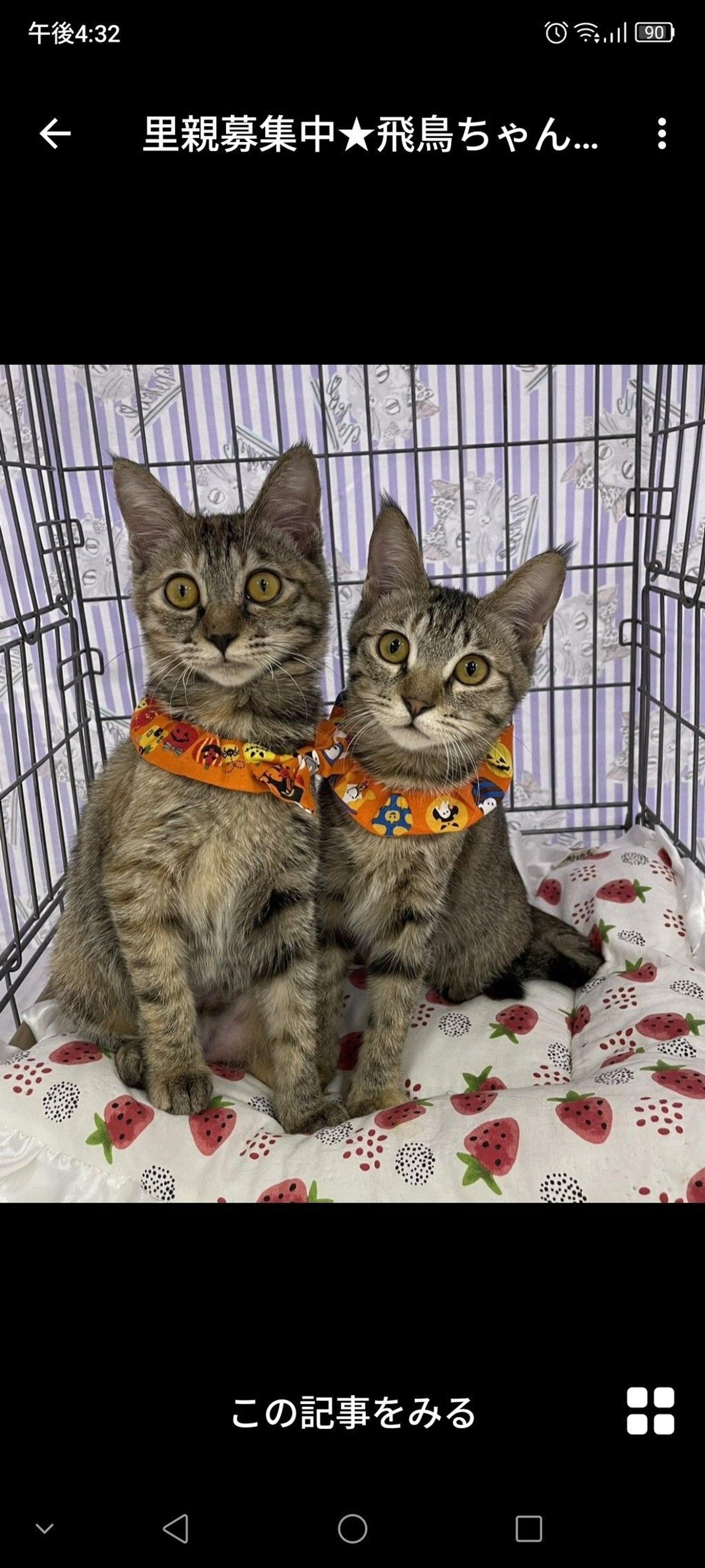 pet-image-3