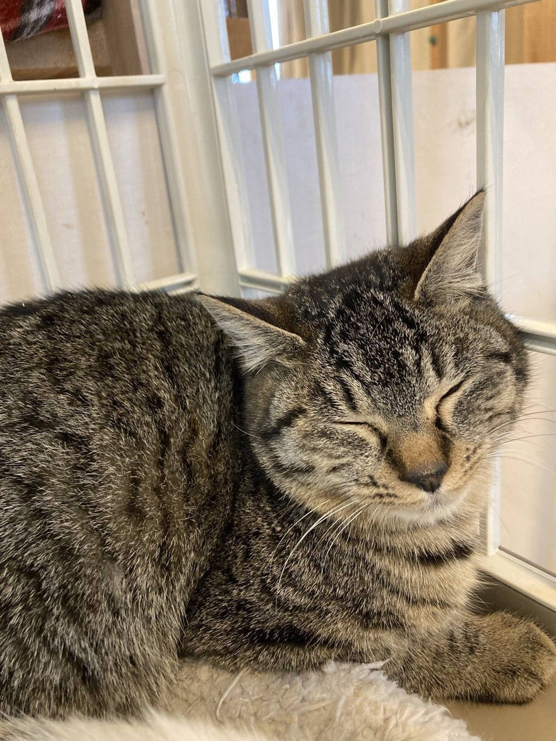 雑種（ミックス猫）・メスの里親募集の写真