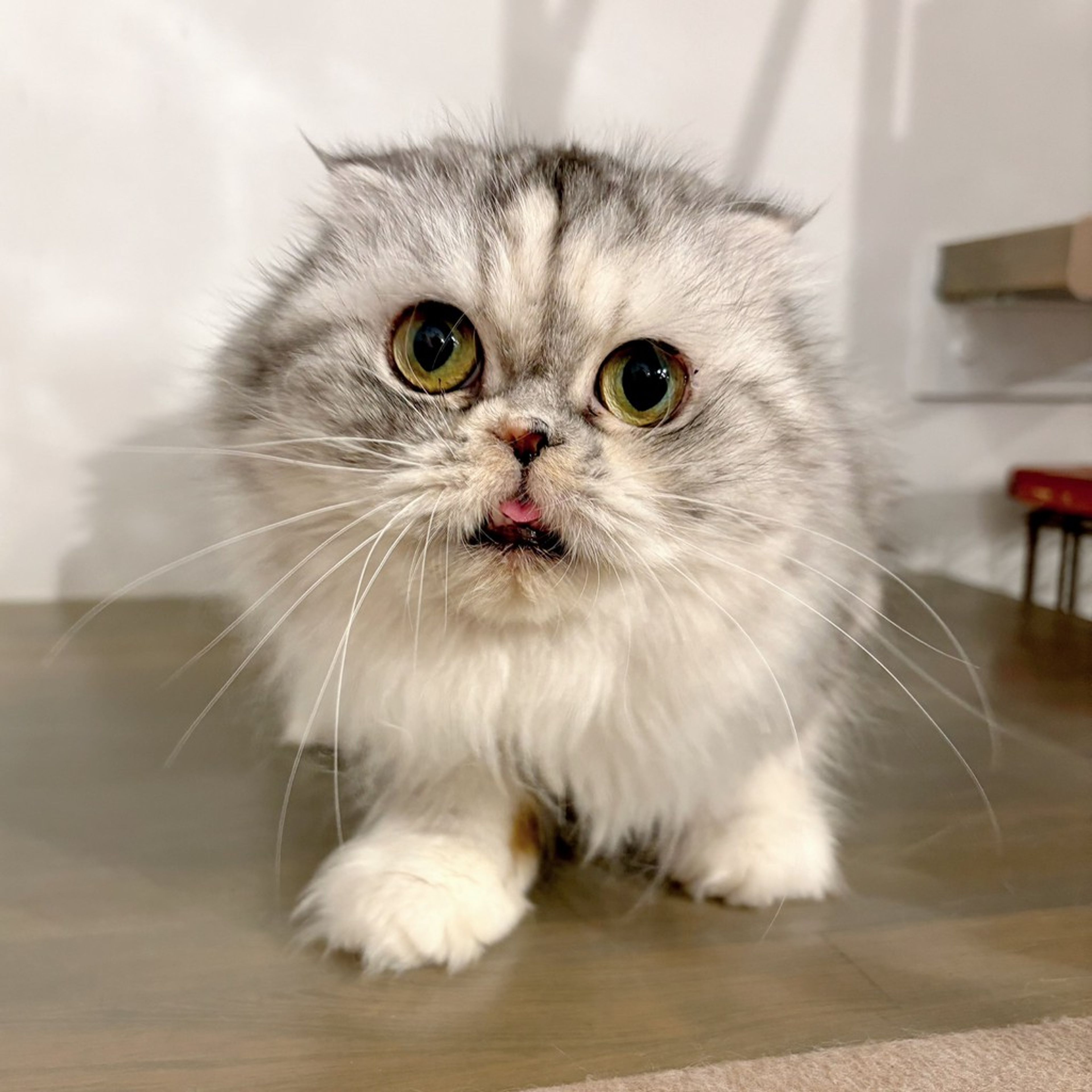 スコティッシュフォールド・メスの里親募集の写真