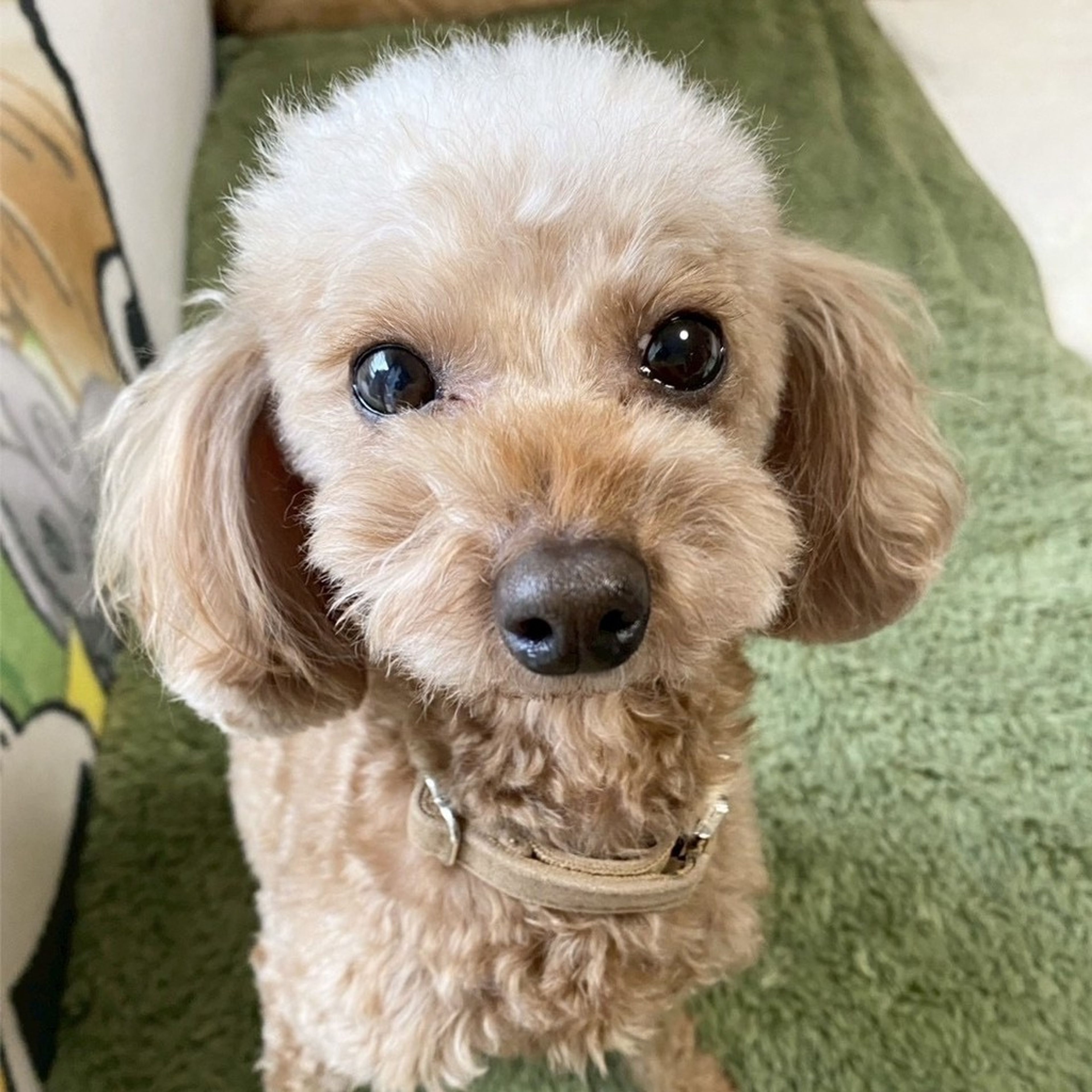 トイプードル・メスの里親募集の写真