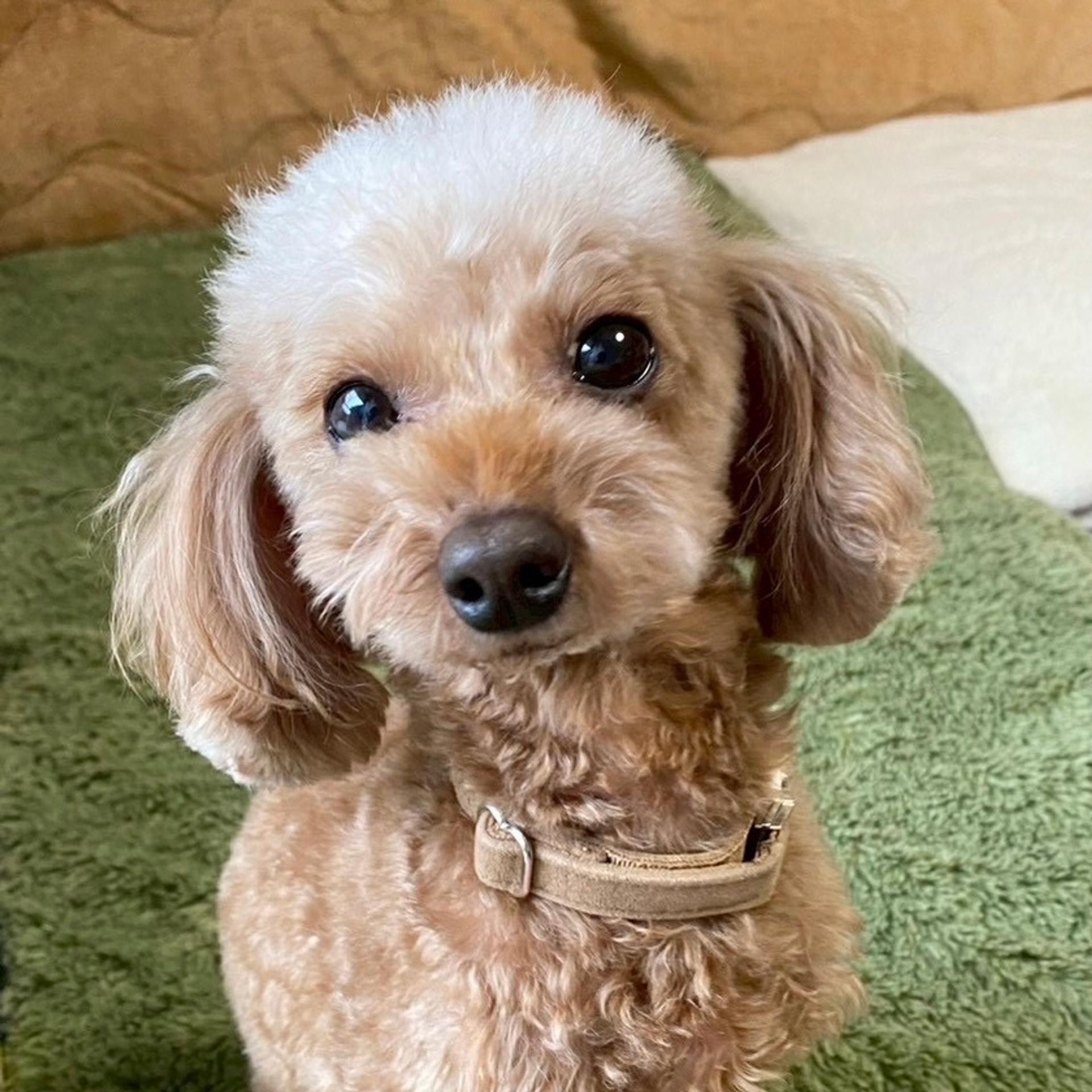 pet-image-3