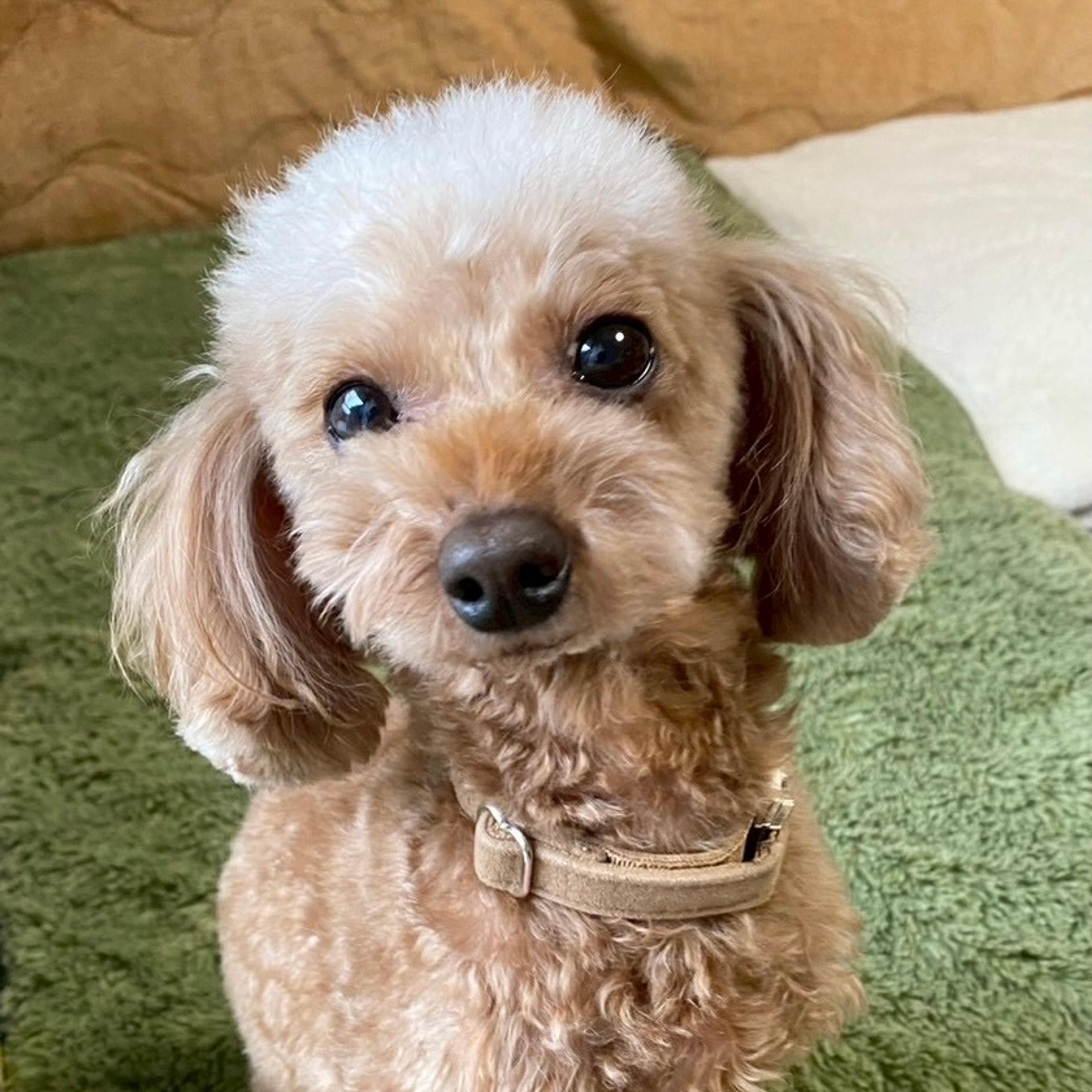 pet-image-3