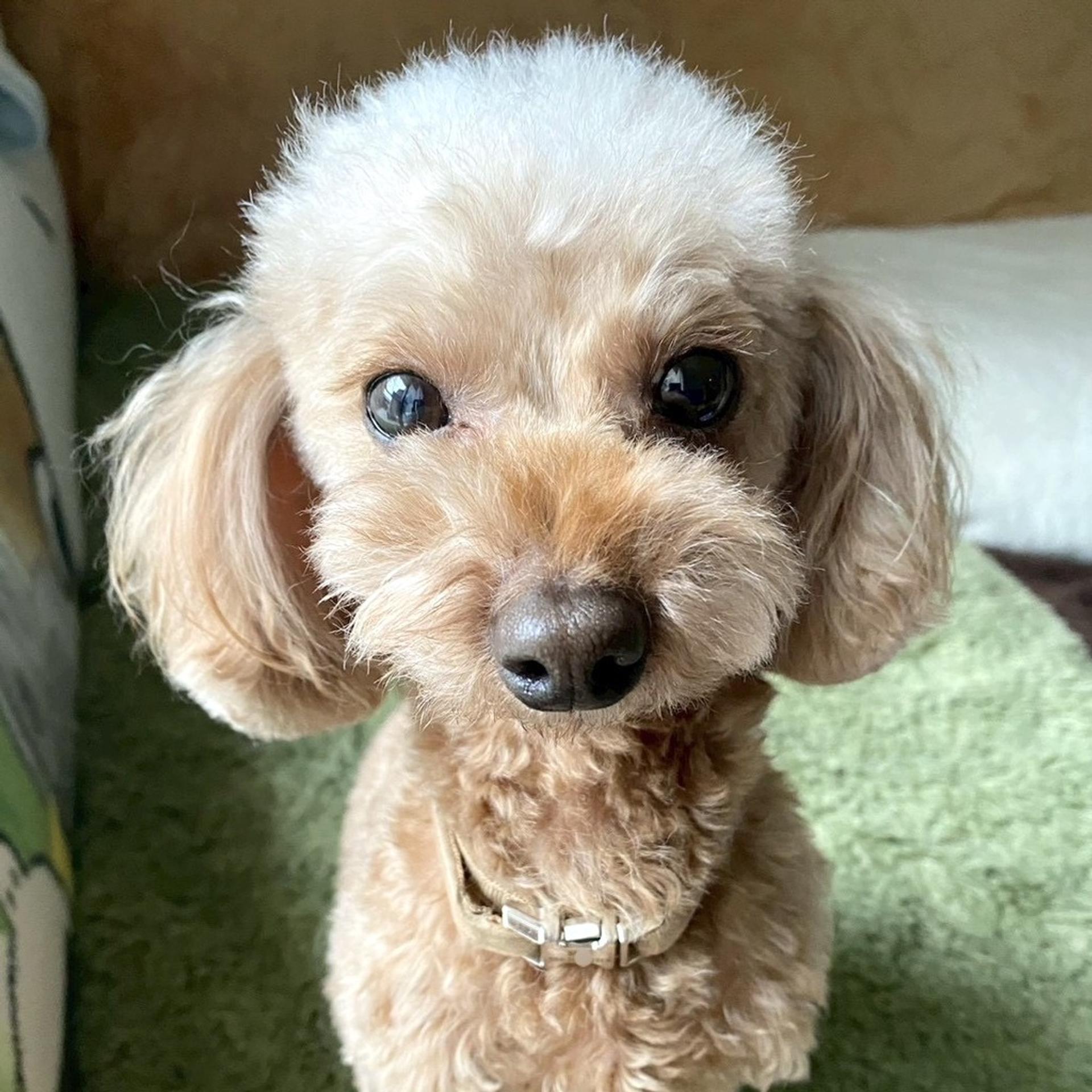 pet-image-4