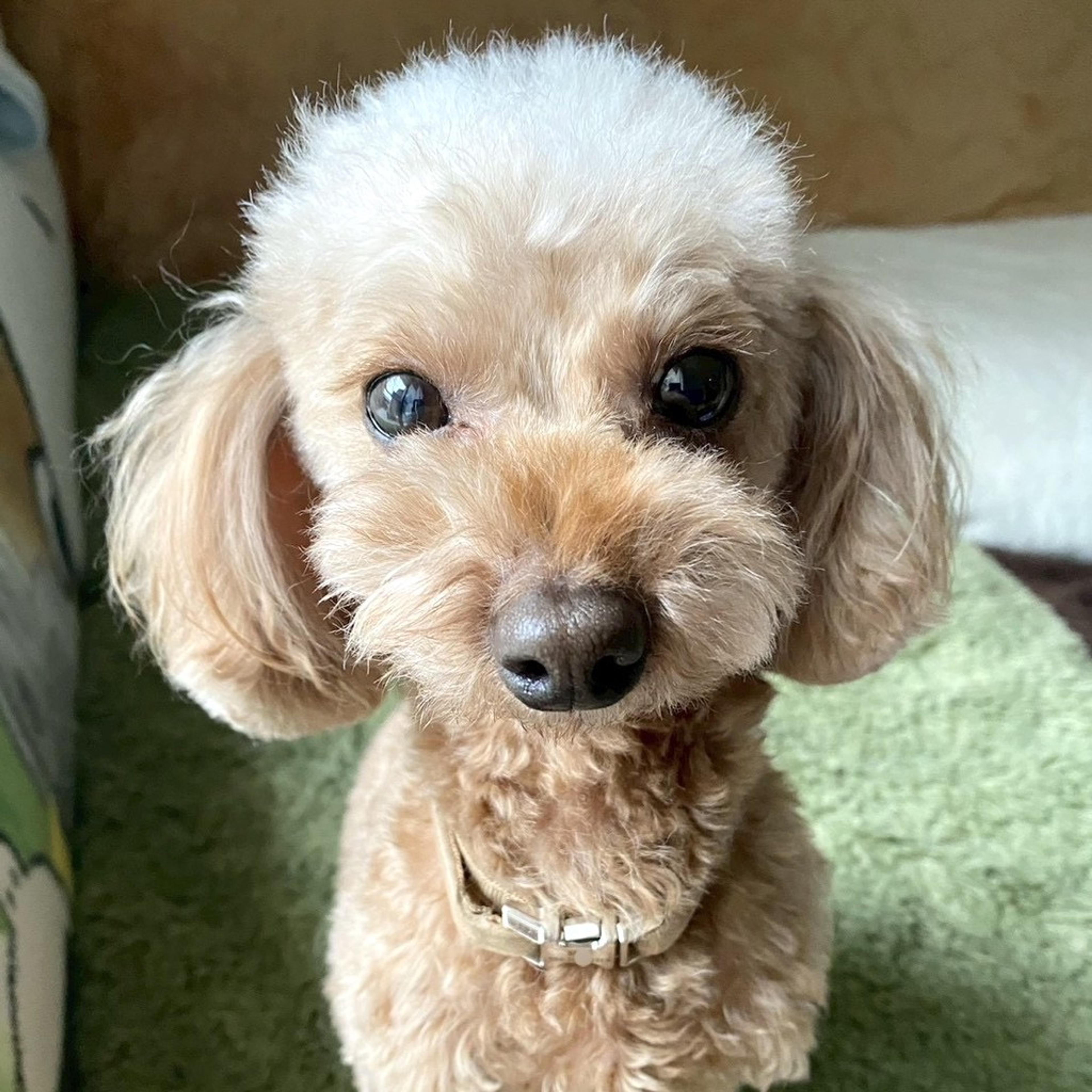 pet-image-4