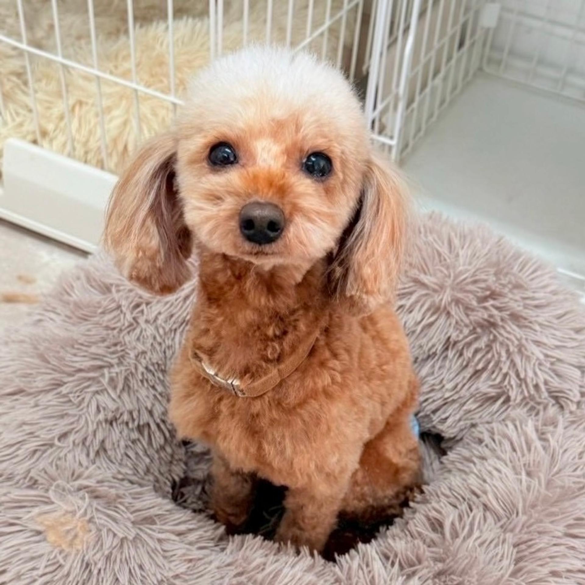 pet-image-5