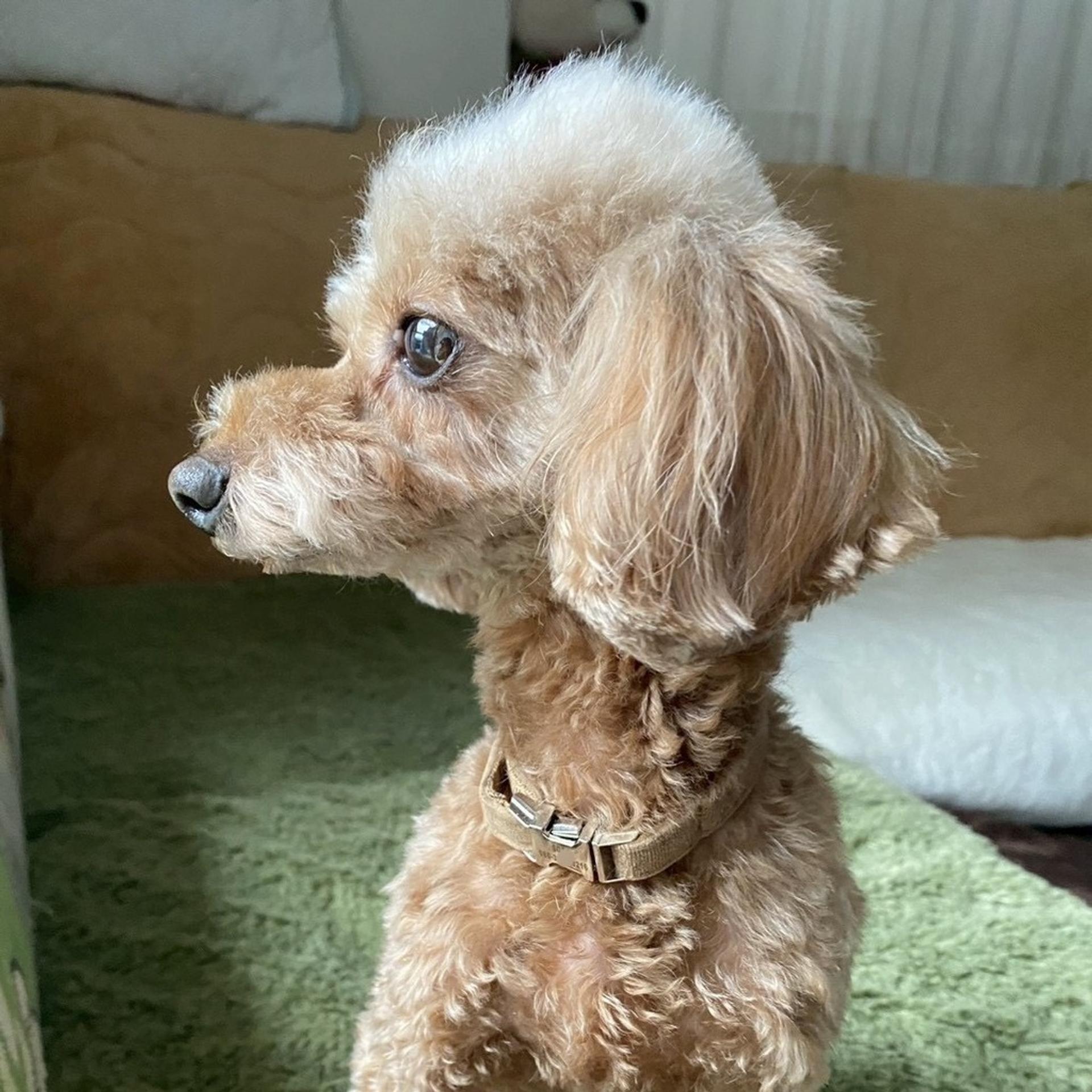 pet-image-6