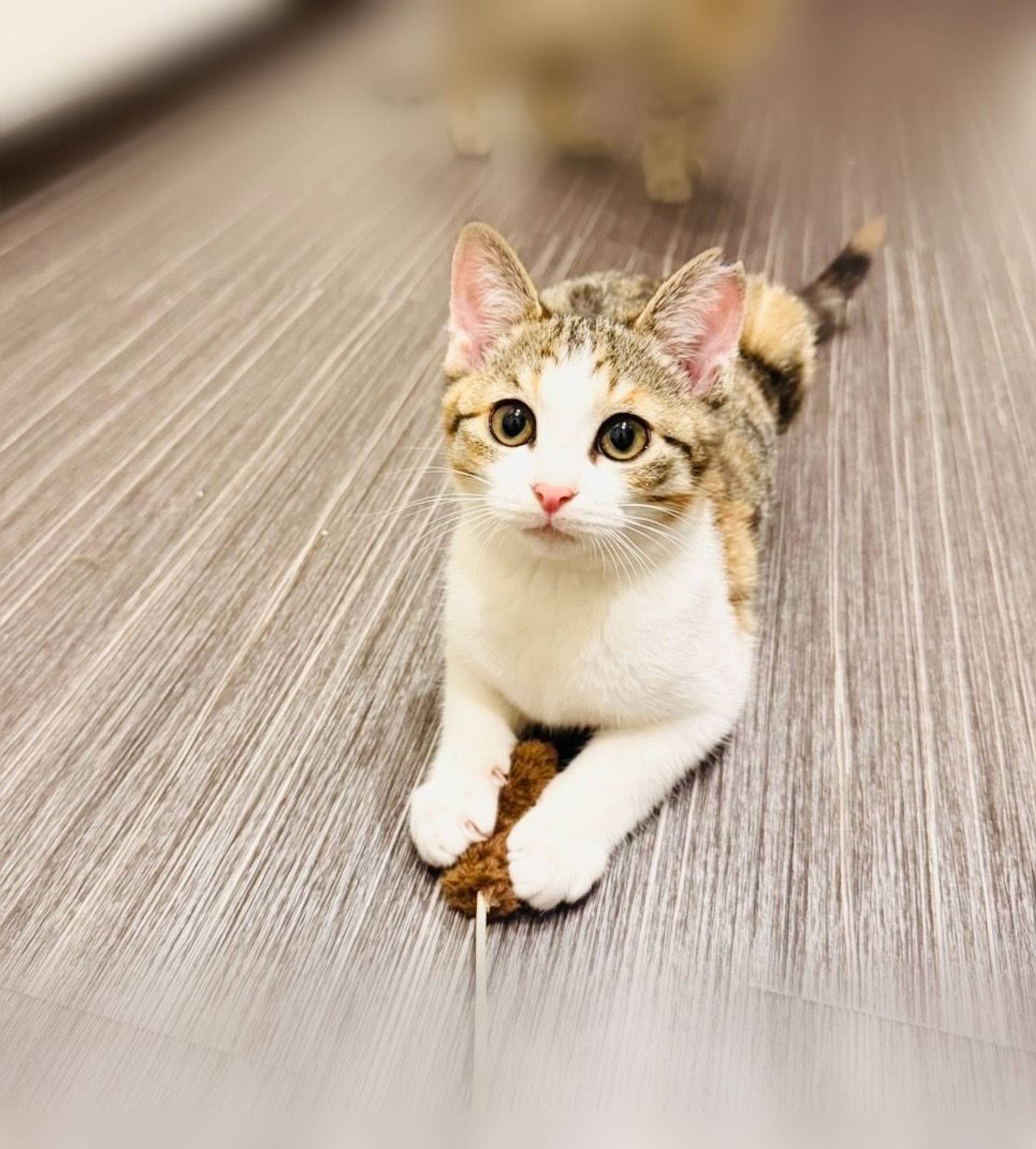 雑種（ミックス猫）・メスの里親募集の写真
