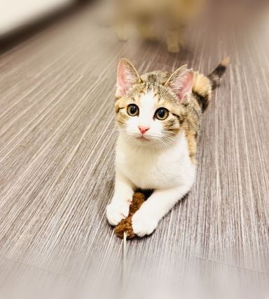 雑種（ミックス猫）・メスの里親募集の写真