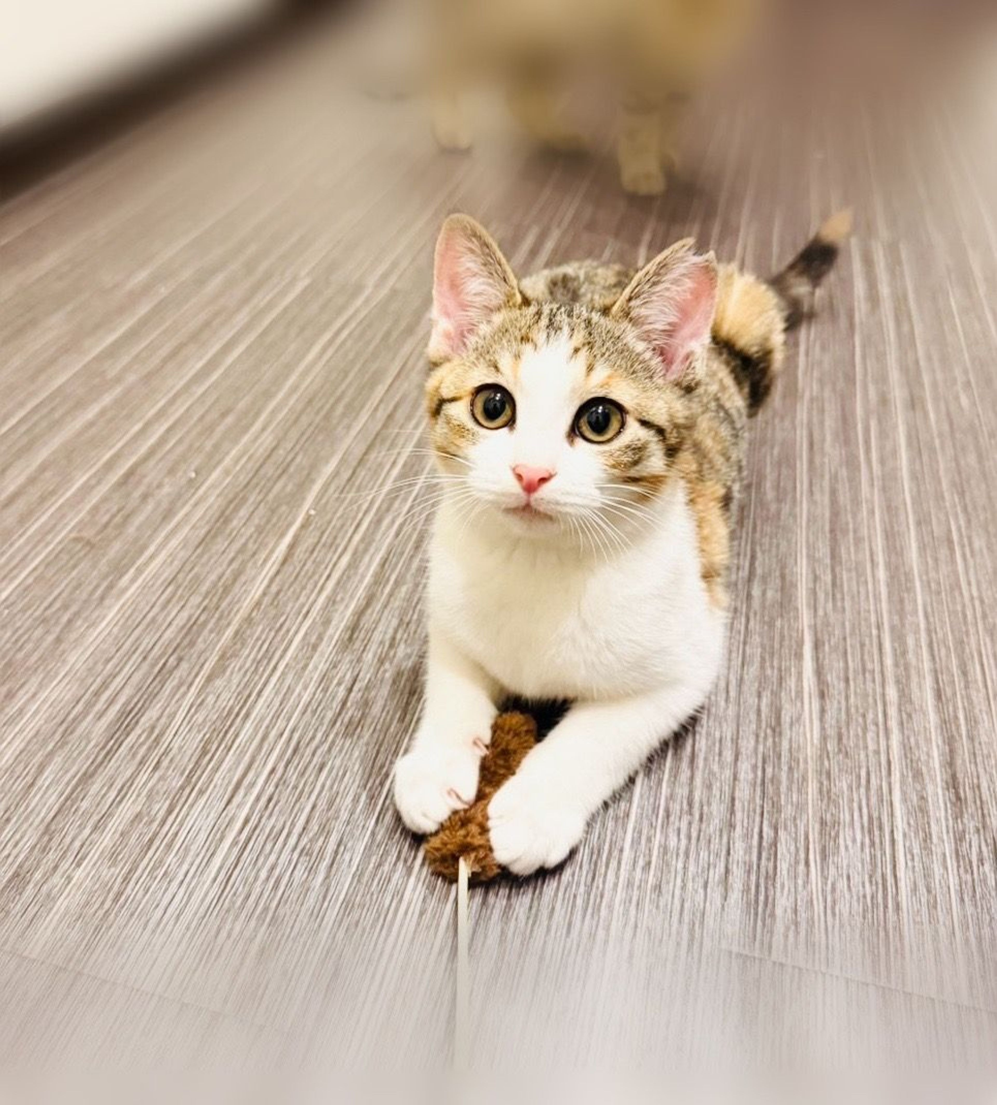 雑種（ミックス猫）・メスの里親募集の写真