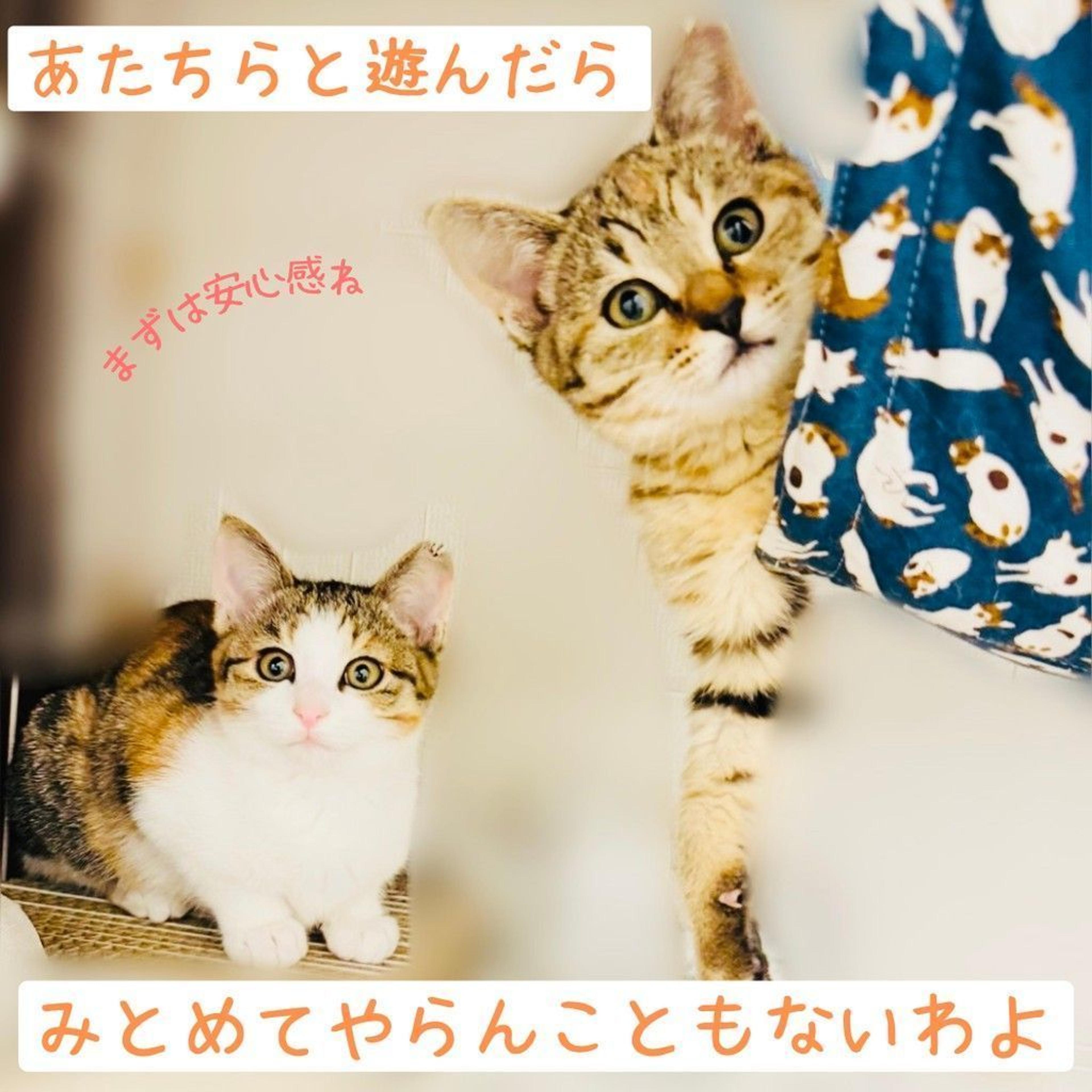 pet-image-3
