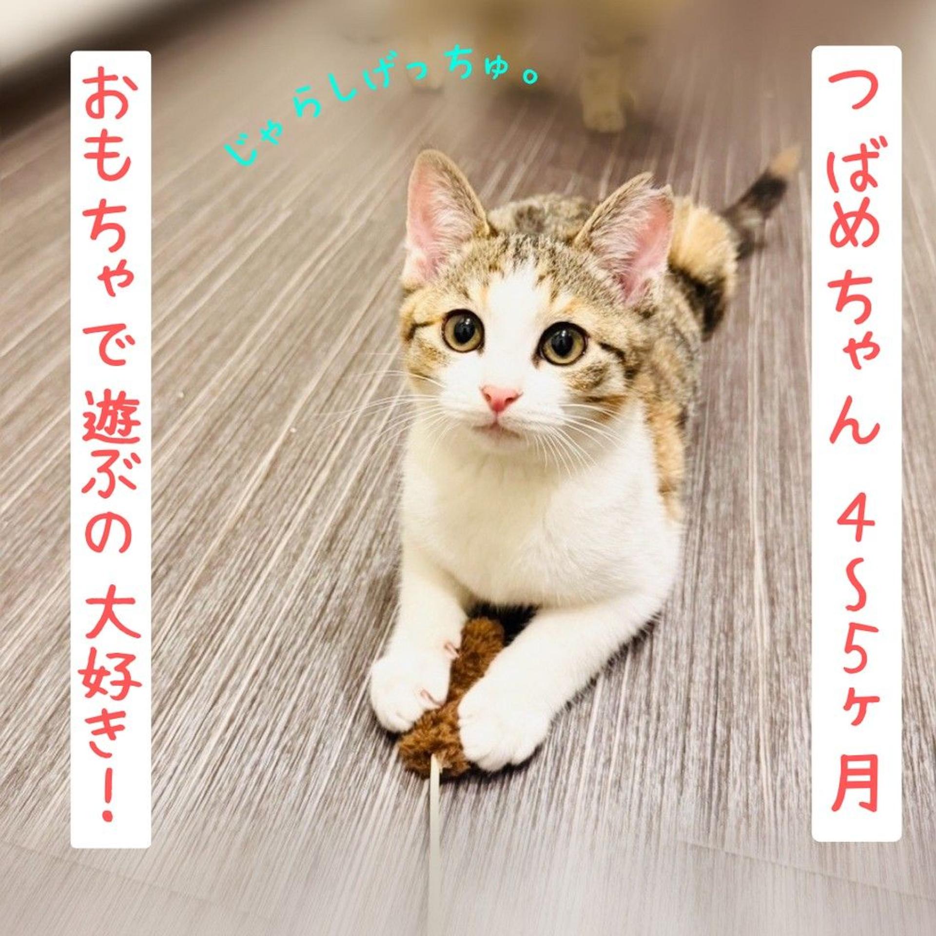 pet-image-4
