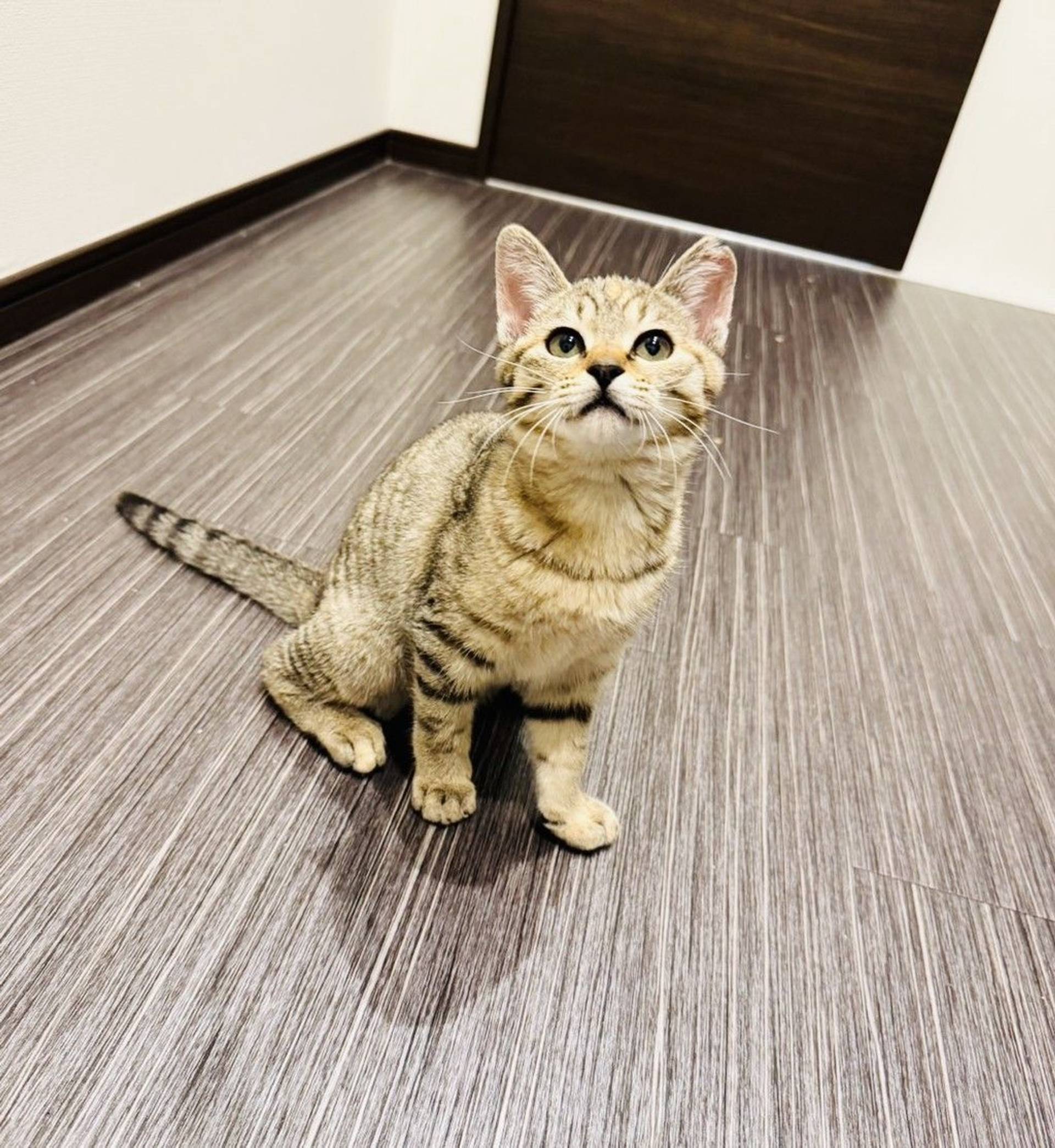 雑種（ミックス猫）・メスの里親募集の写真