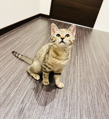 雑種（ミックス猫）・メスの里親募集の写真