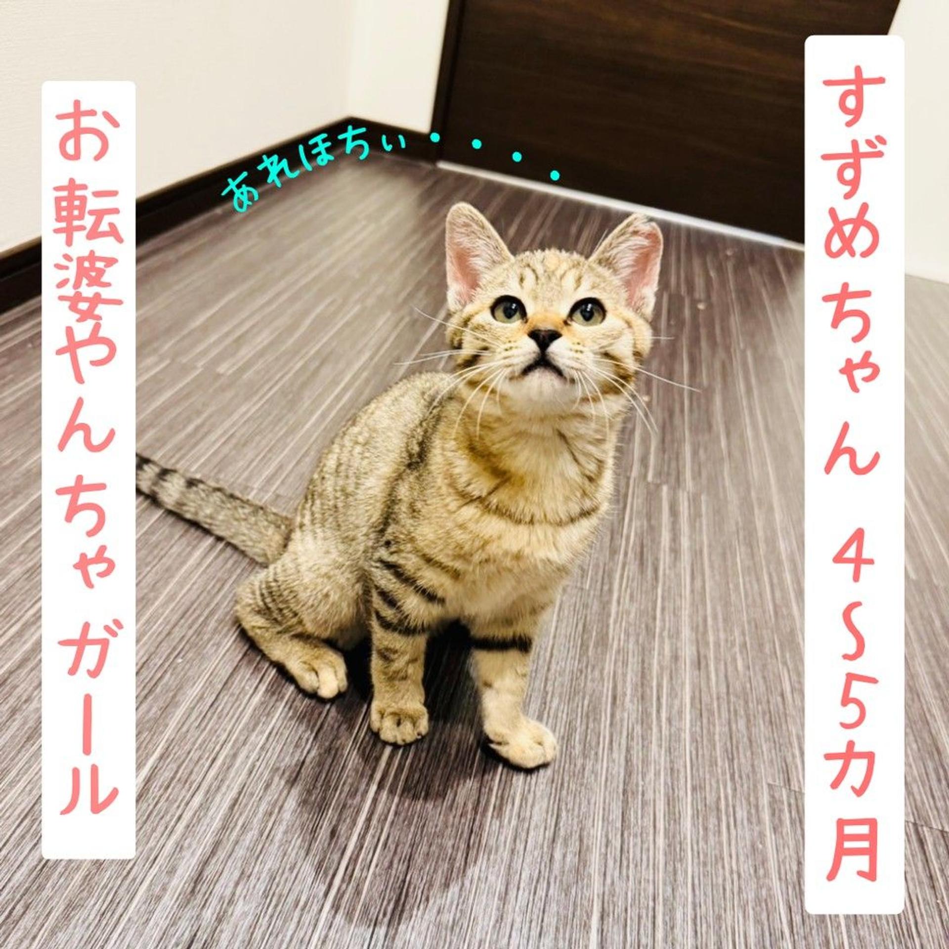 pet-image-4