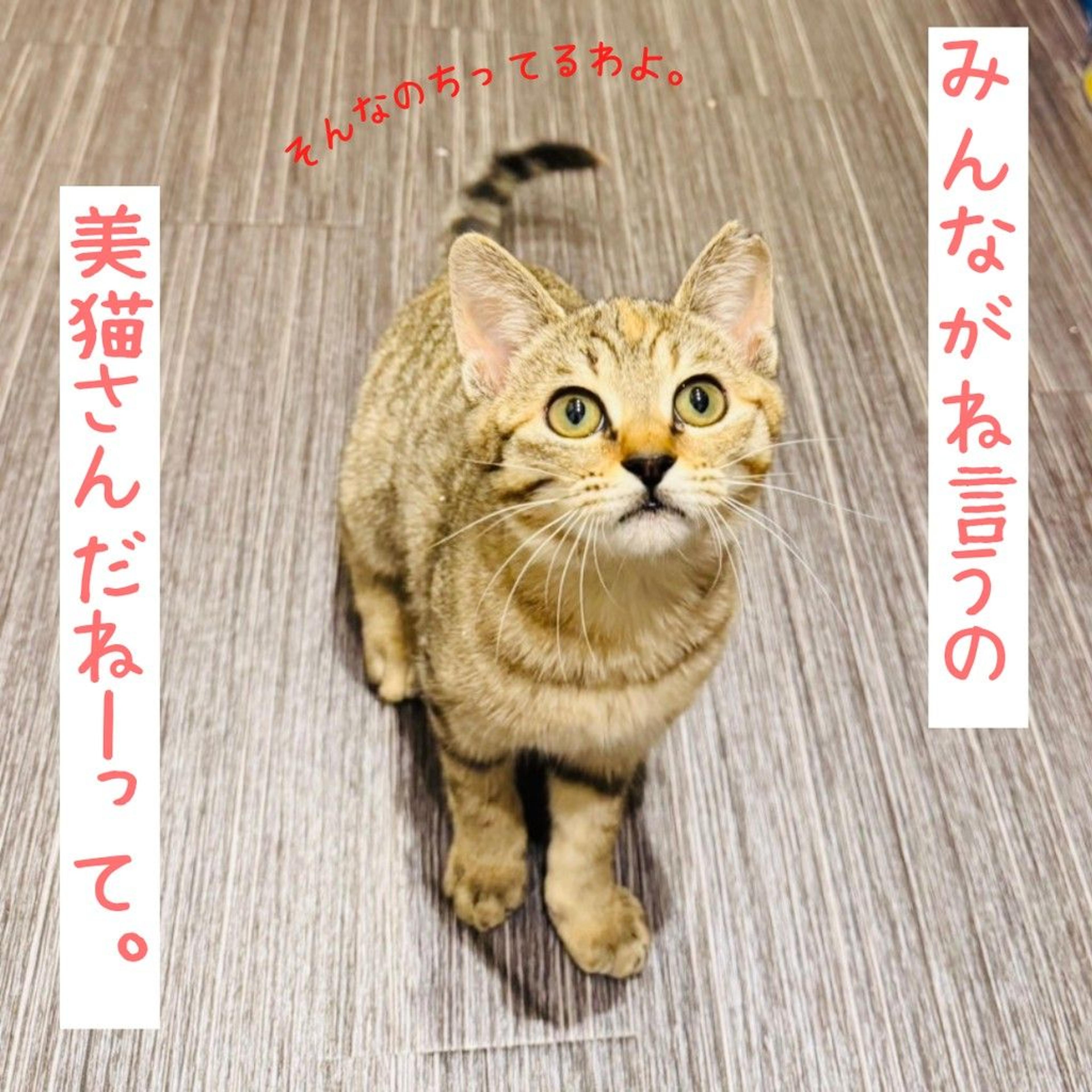 pet-image-5