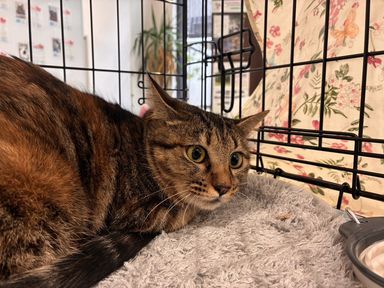 雑種（ミックス猫）・メスの里親募集の写真