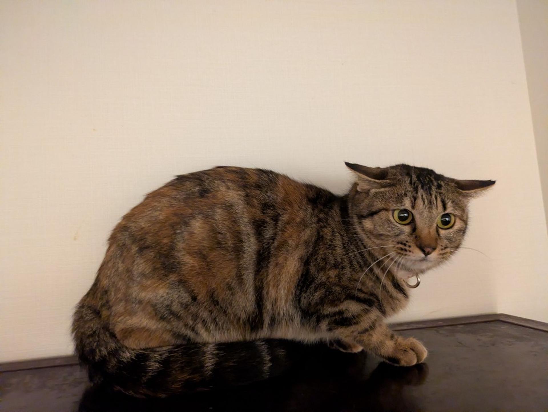 pet-image-2