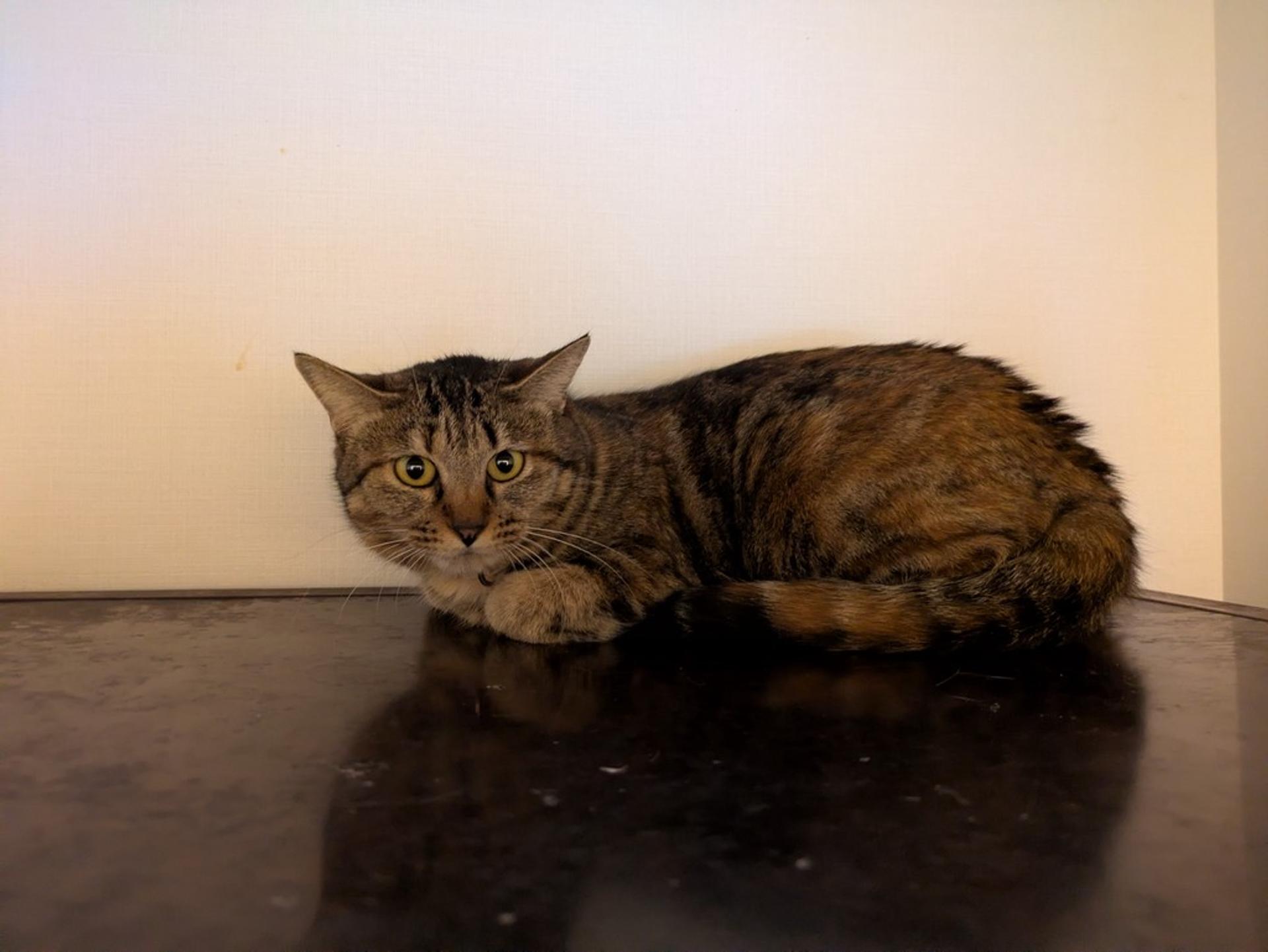 pet-image-3