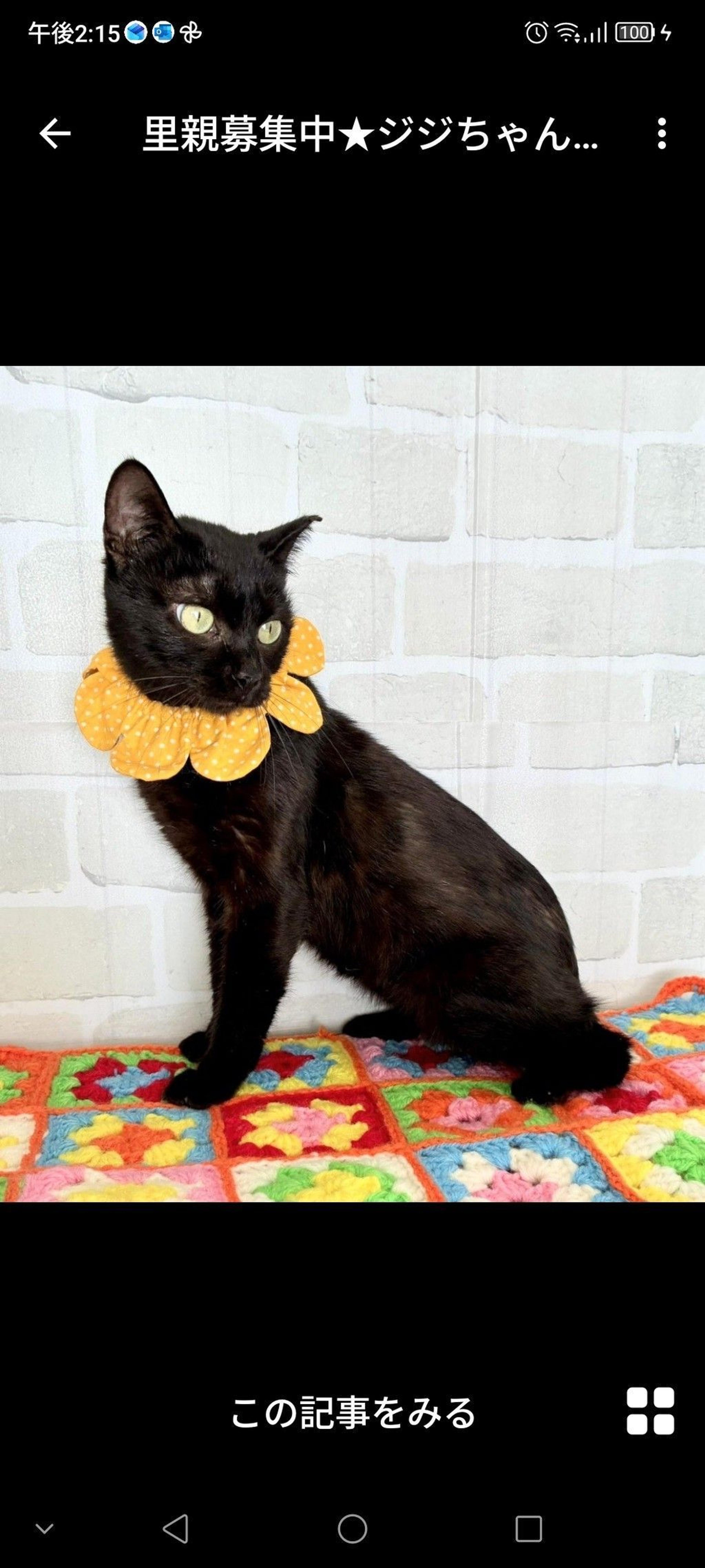 pet-image-3