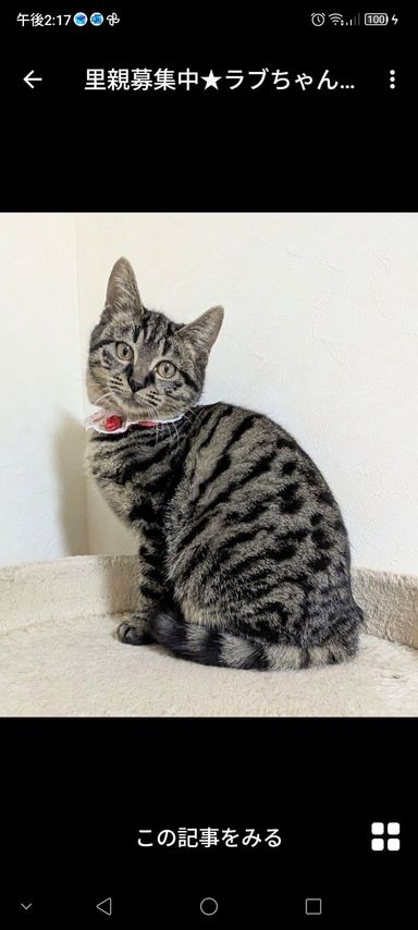 雑種（ミックス猫）・メスの里親募集の写真