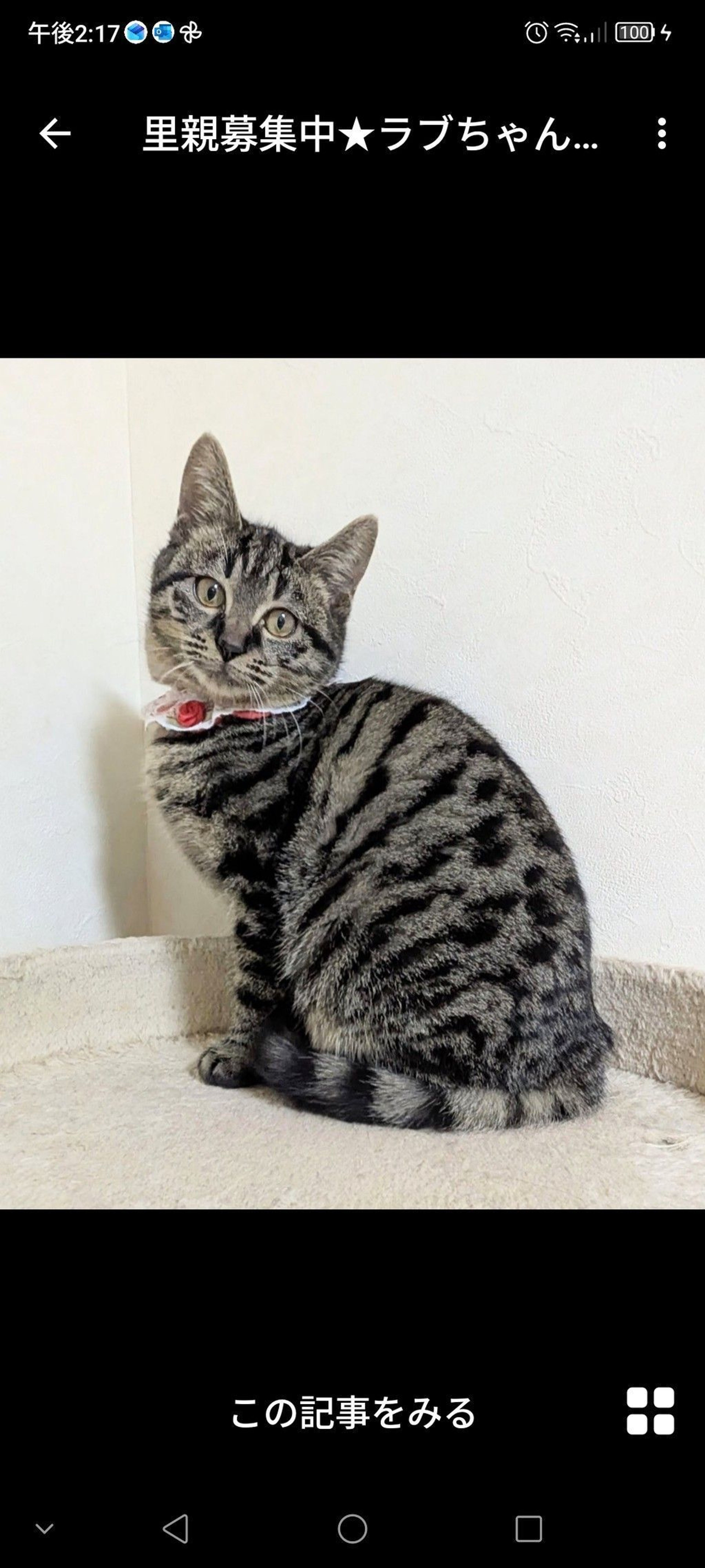 雑種（ミックス猫）・メスの里親募集の写真