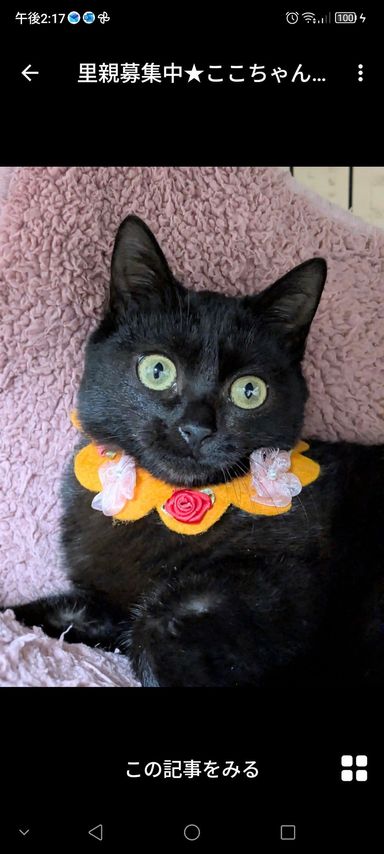 雑種（ミックス猫）・メスの里親募集の写真