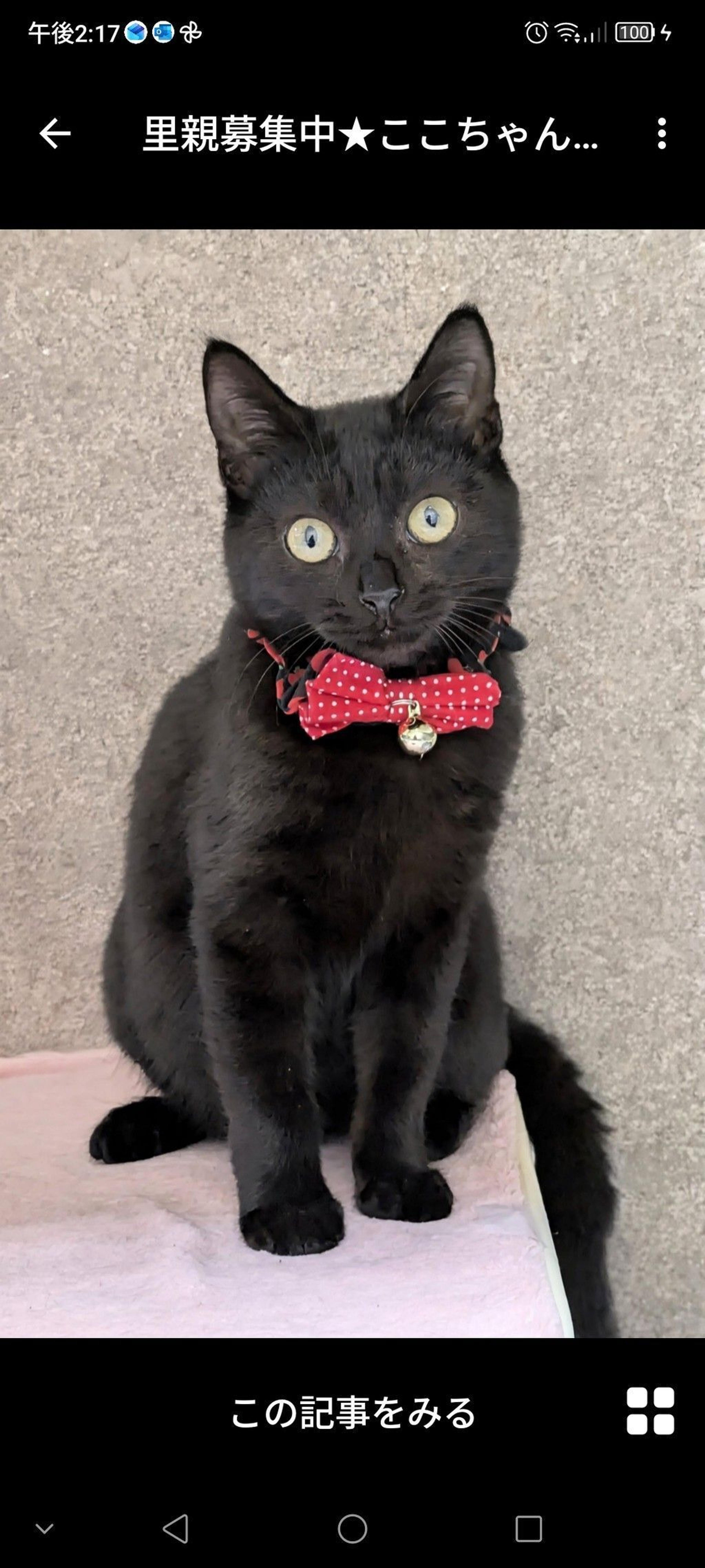 pet-image-2