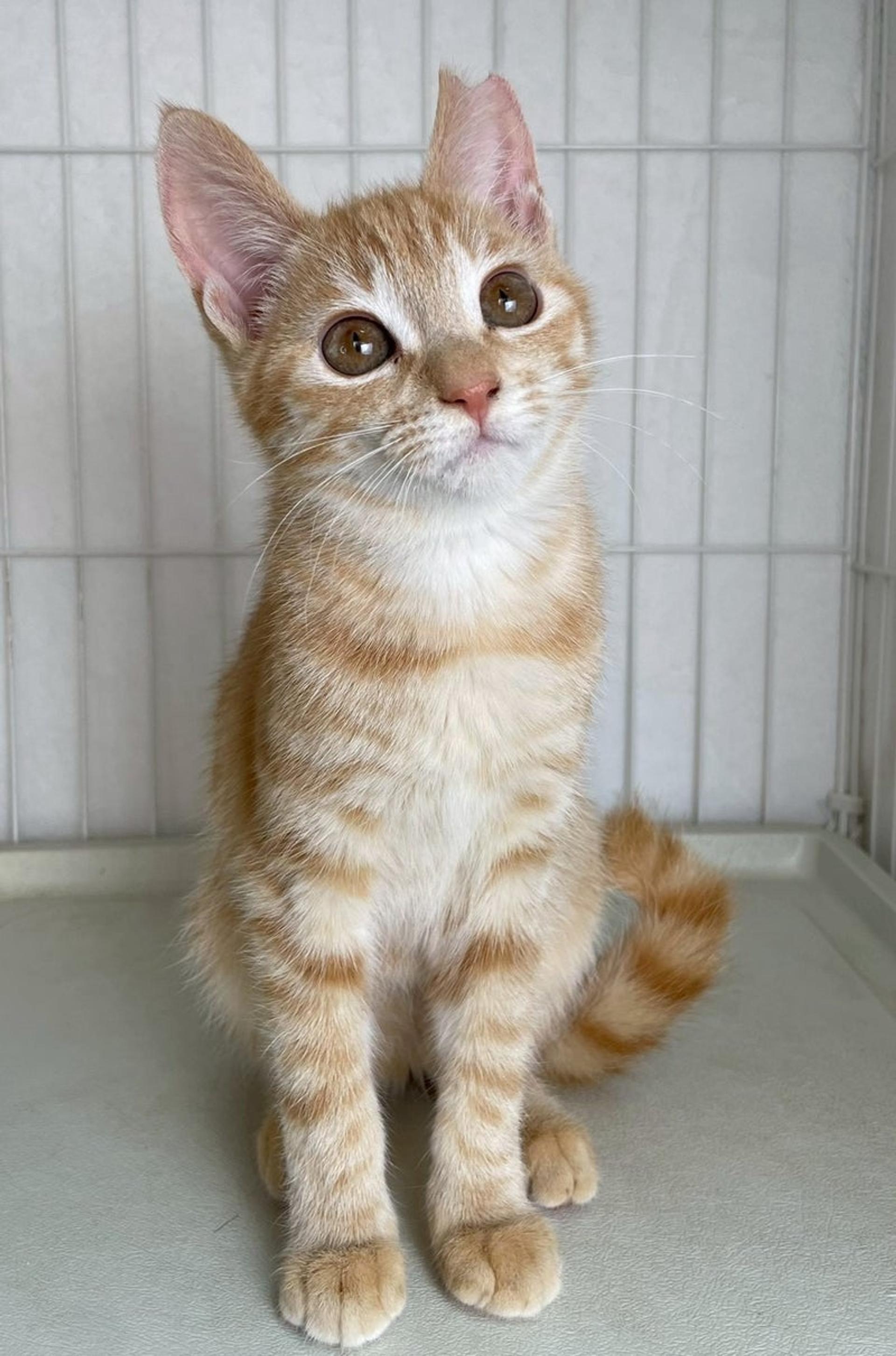pet-image-3