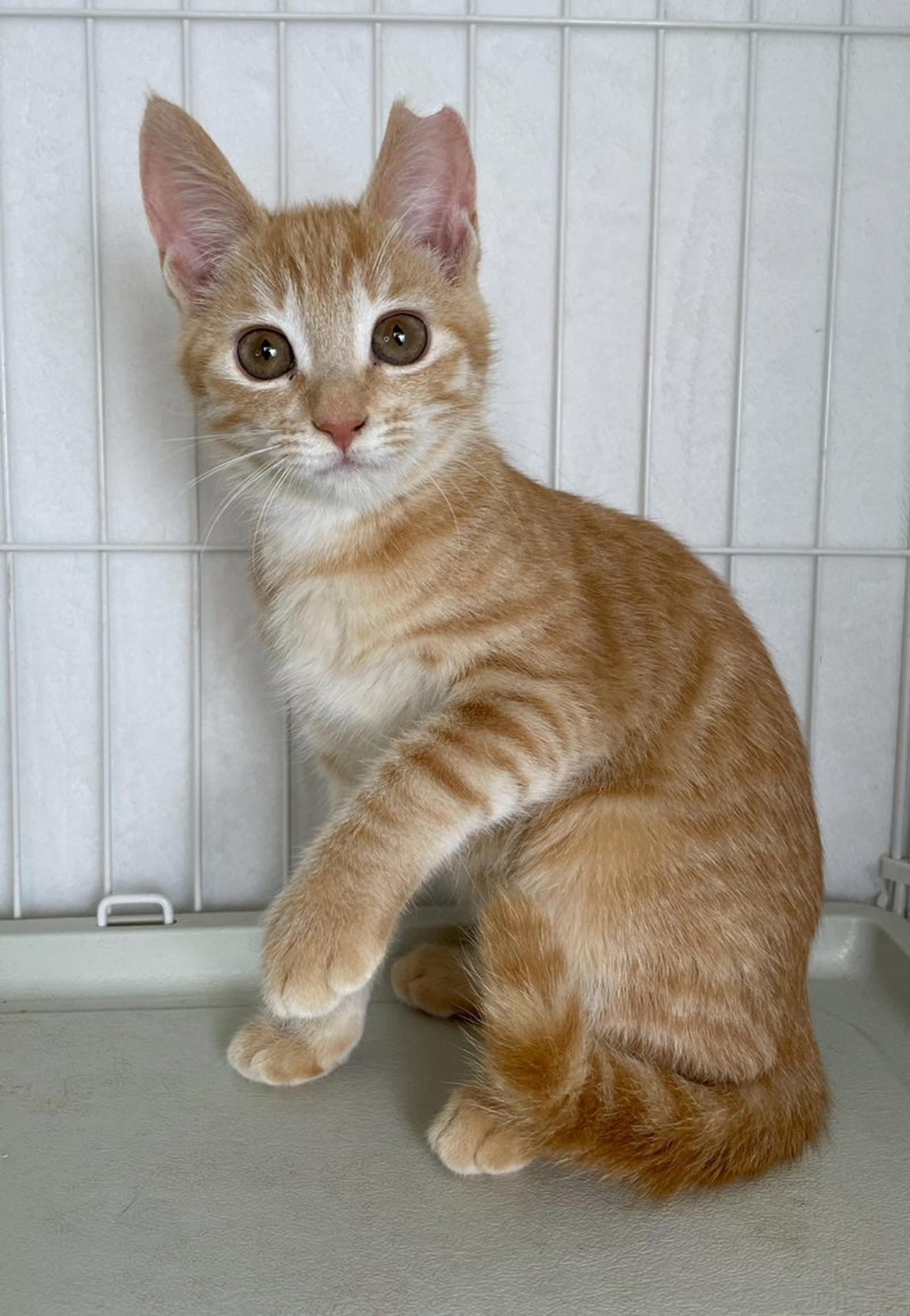 pet-image-4