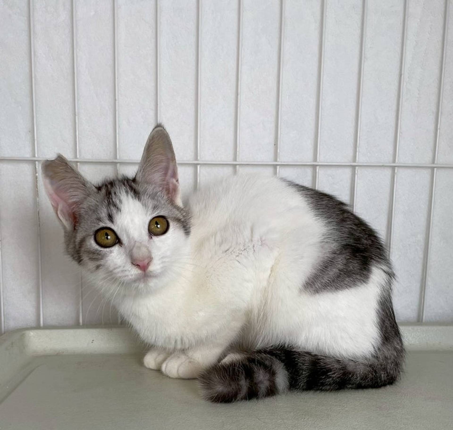 雑種（ミックス猫）・オスの里親募集の写真