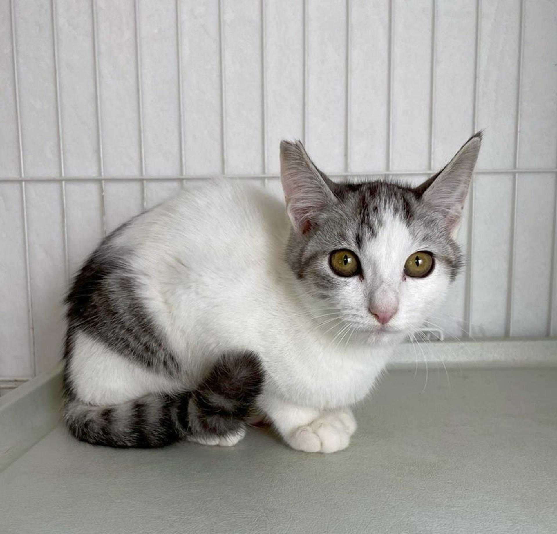 pet-image-3