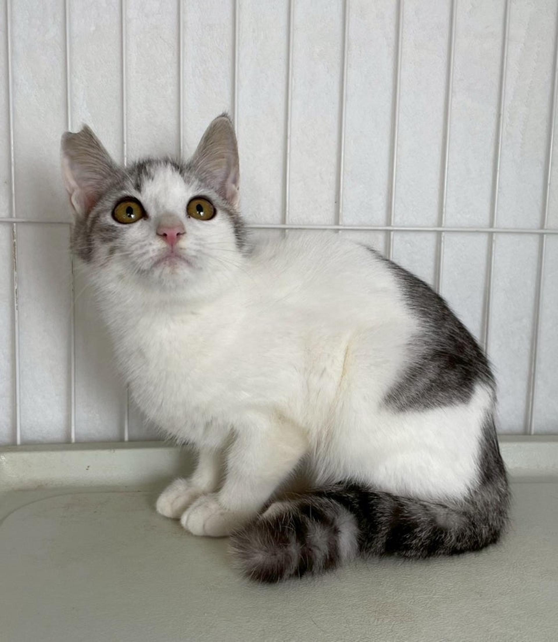 pet-image-4
