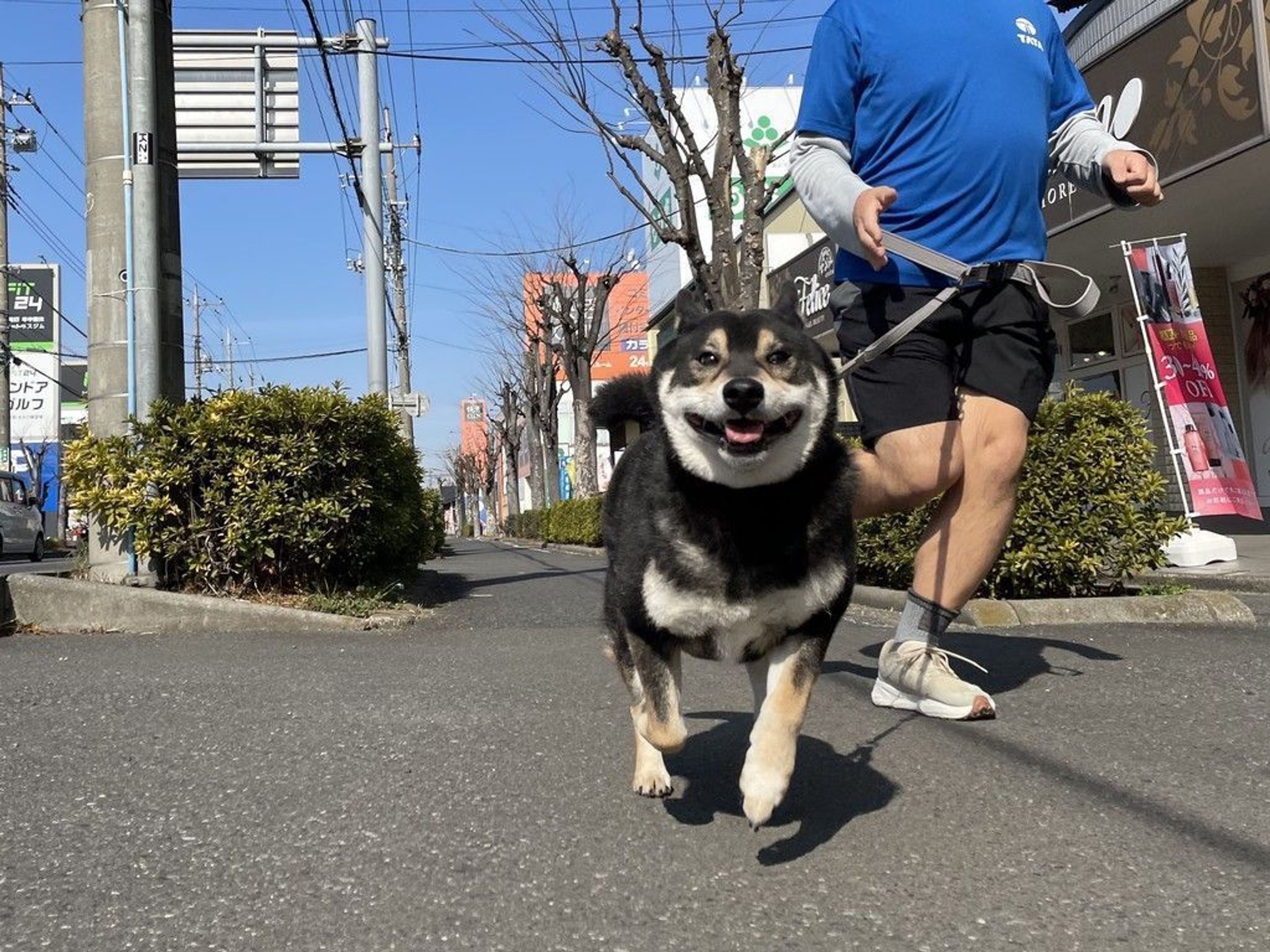 柴犬・オスの里親募集の写真