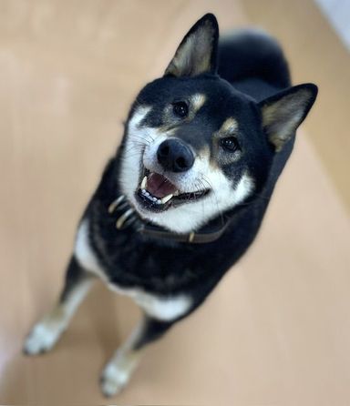 柴犬・オスの里親募集の写真