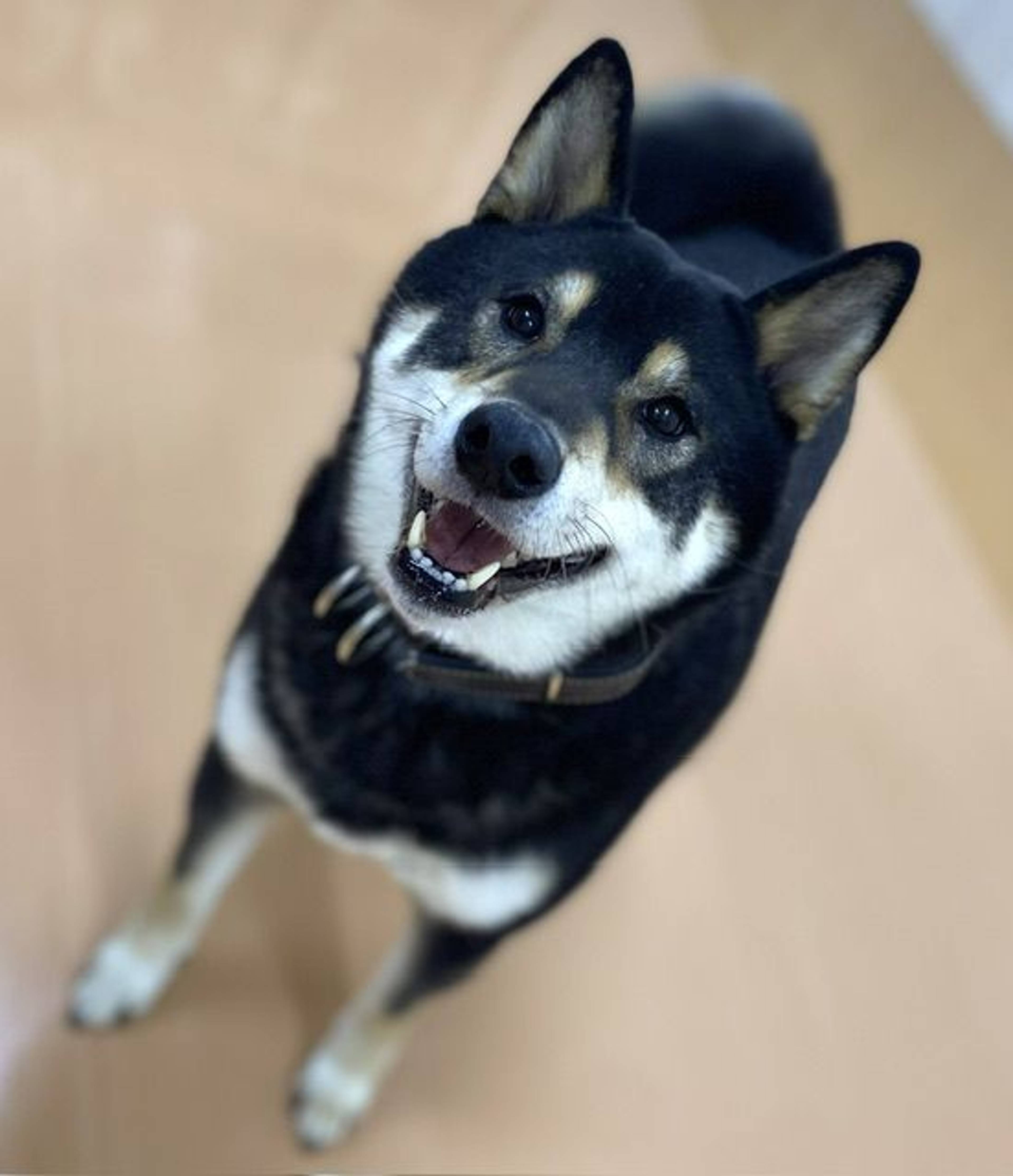 柴犬・オスの里親募集の写真