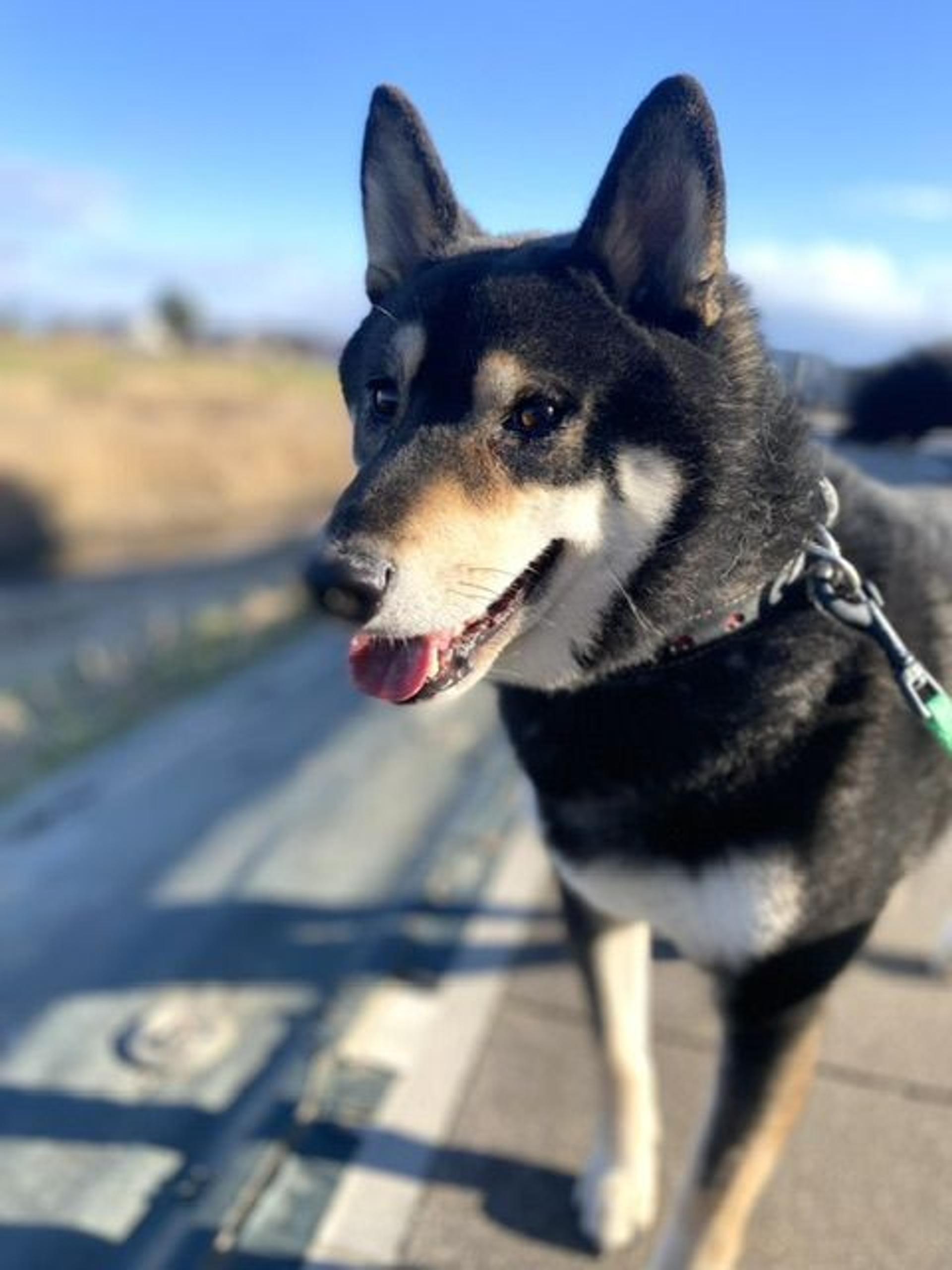 pet-image-6