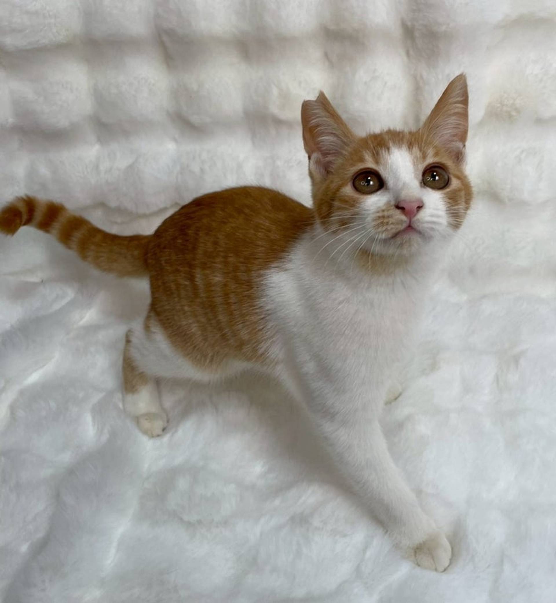 雑種（ミックス猫）・オスの里親募集の写真