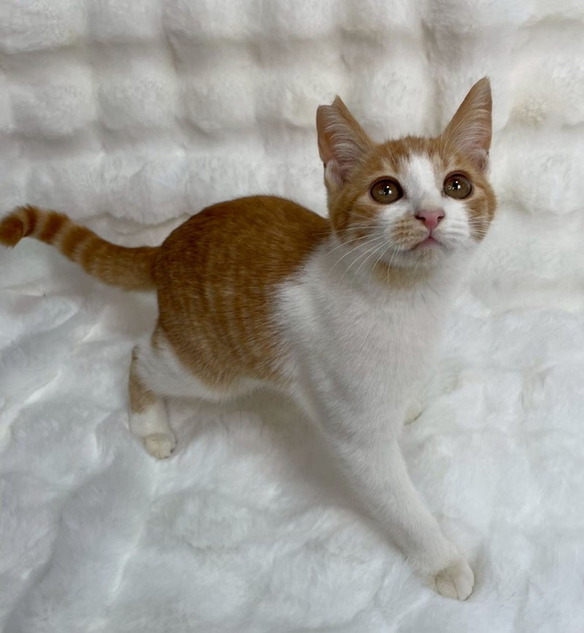 雑種（ミックス猫）・オスの里親募集の写真