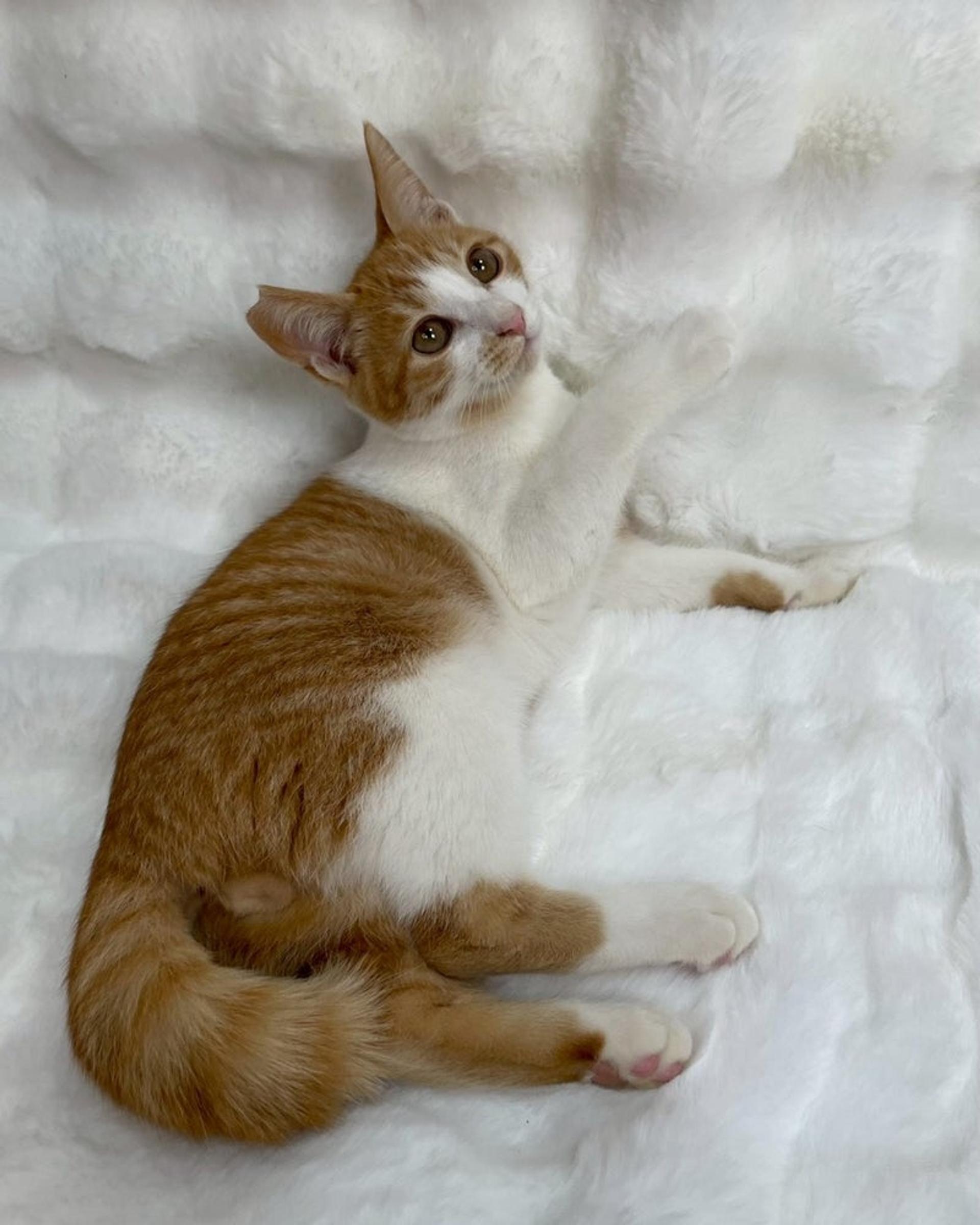 pet-image-2