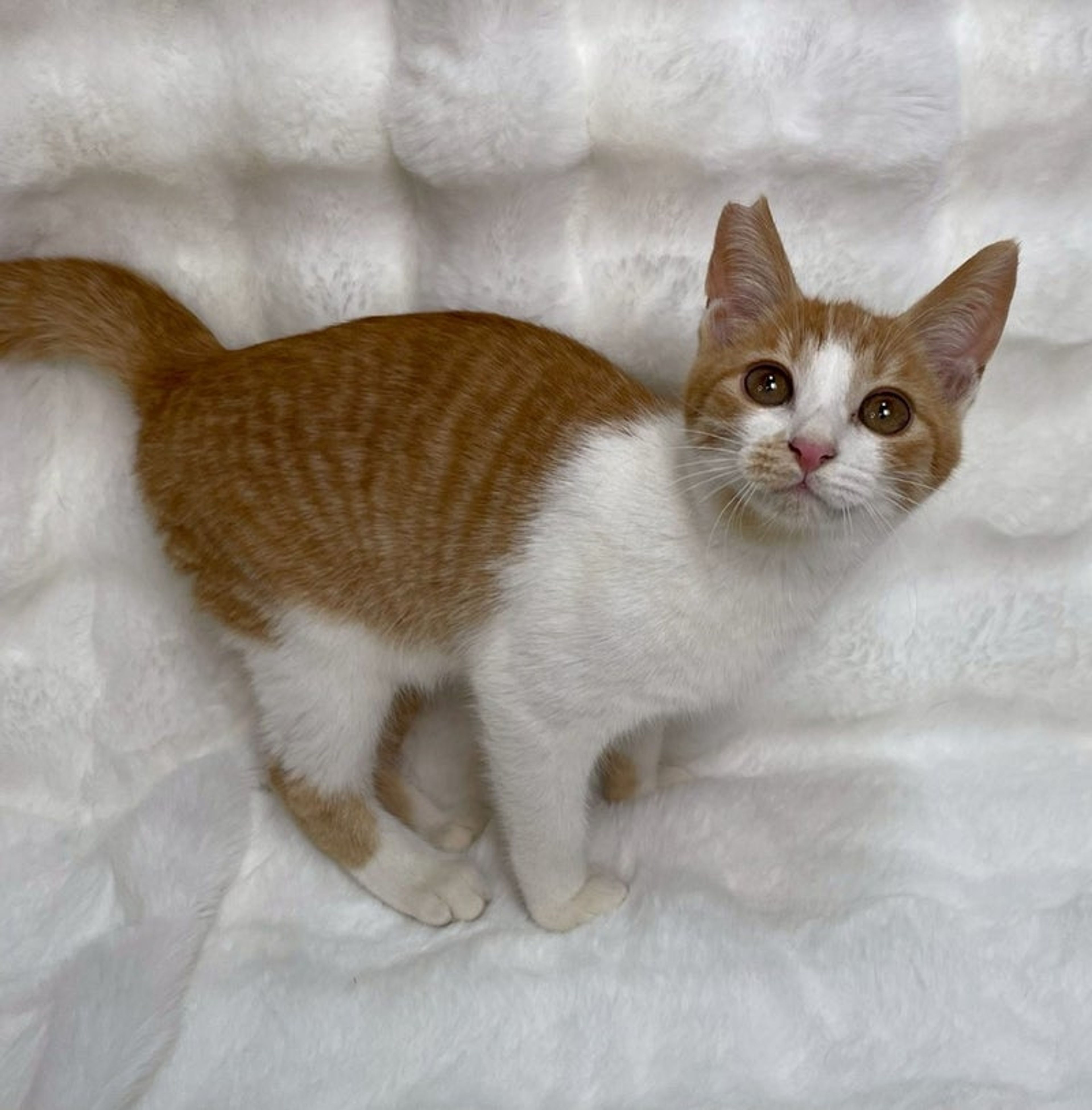 pet-image-4