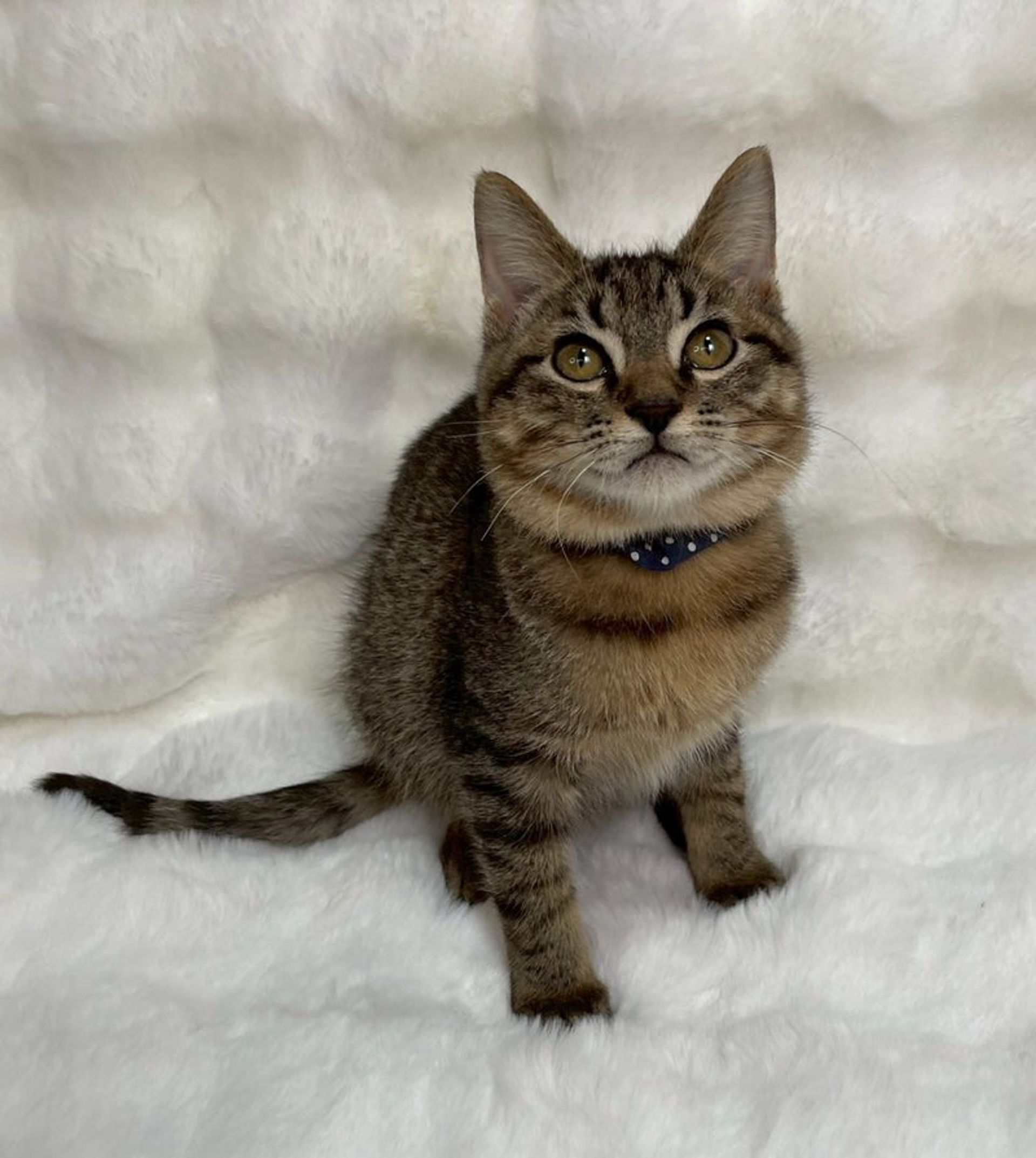 雑種（ミックス猫）・オスの里親募集の写真