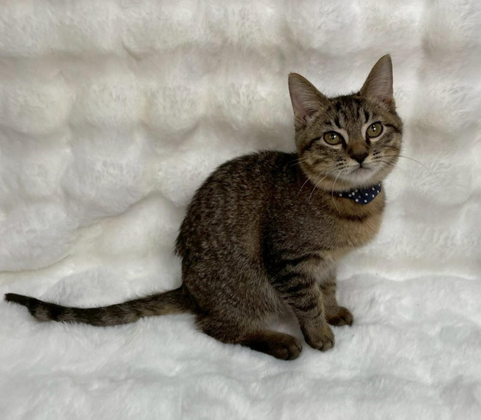 pet-image-2