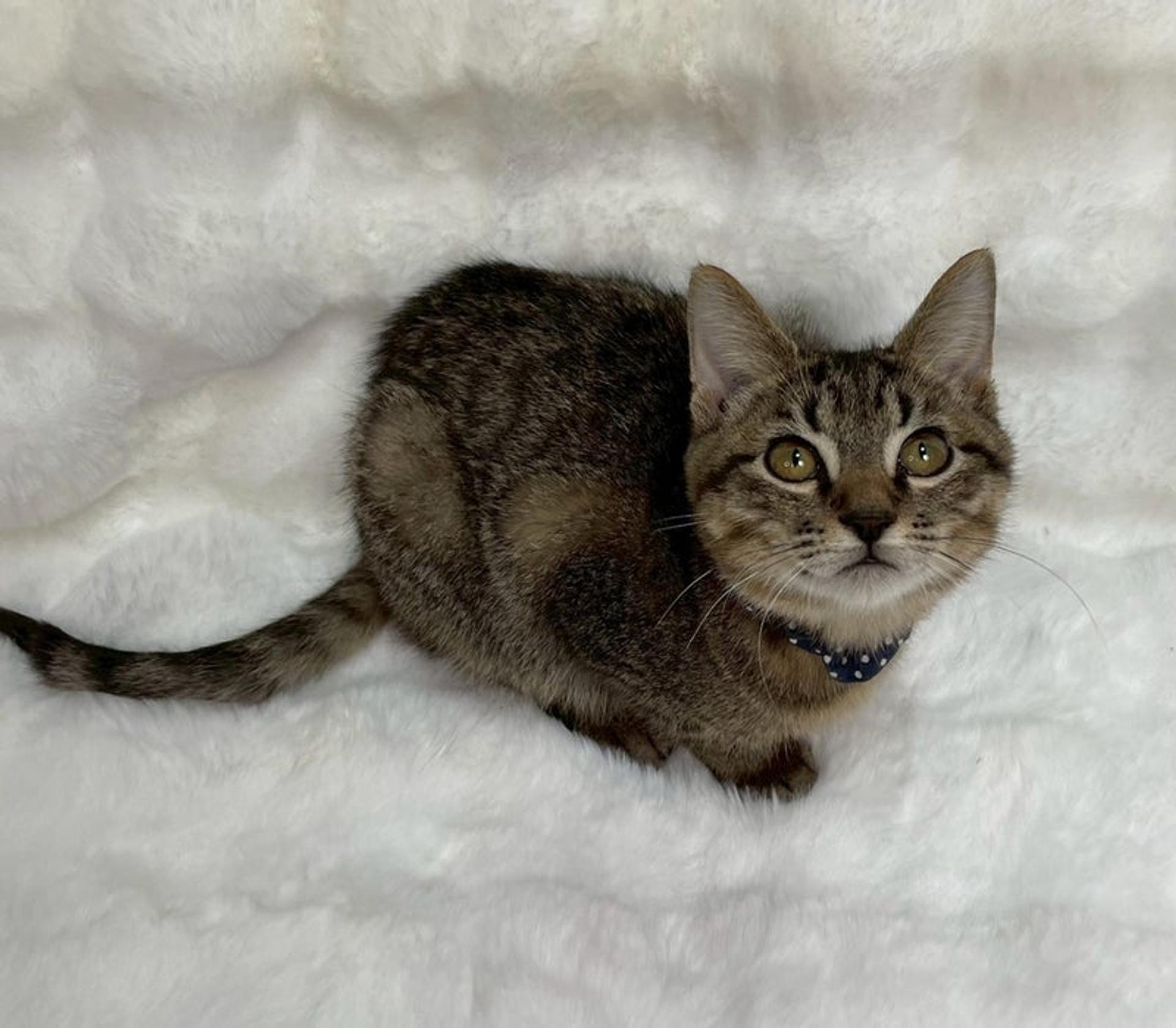 pet-image-3