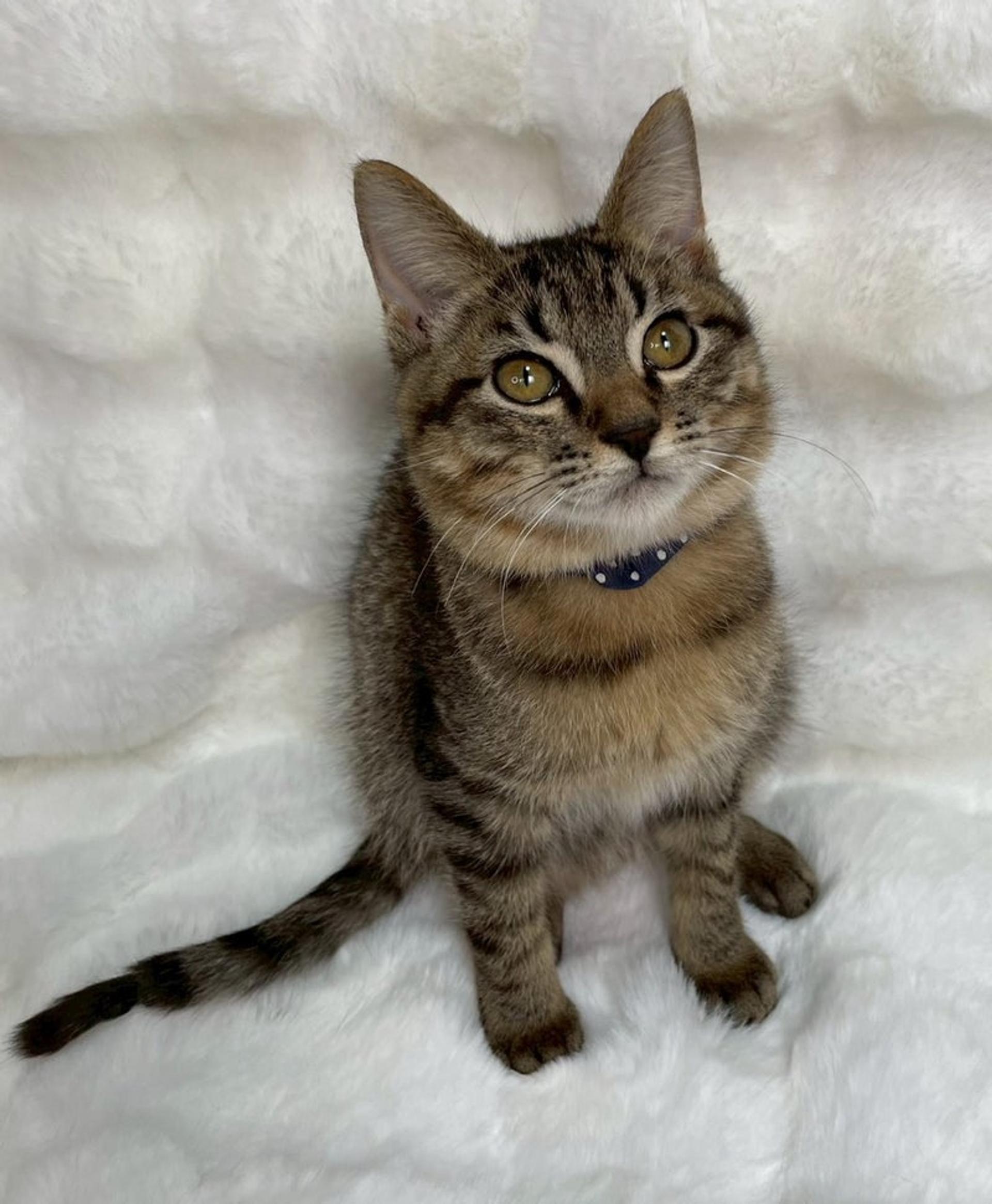 pet-image-4