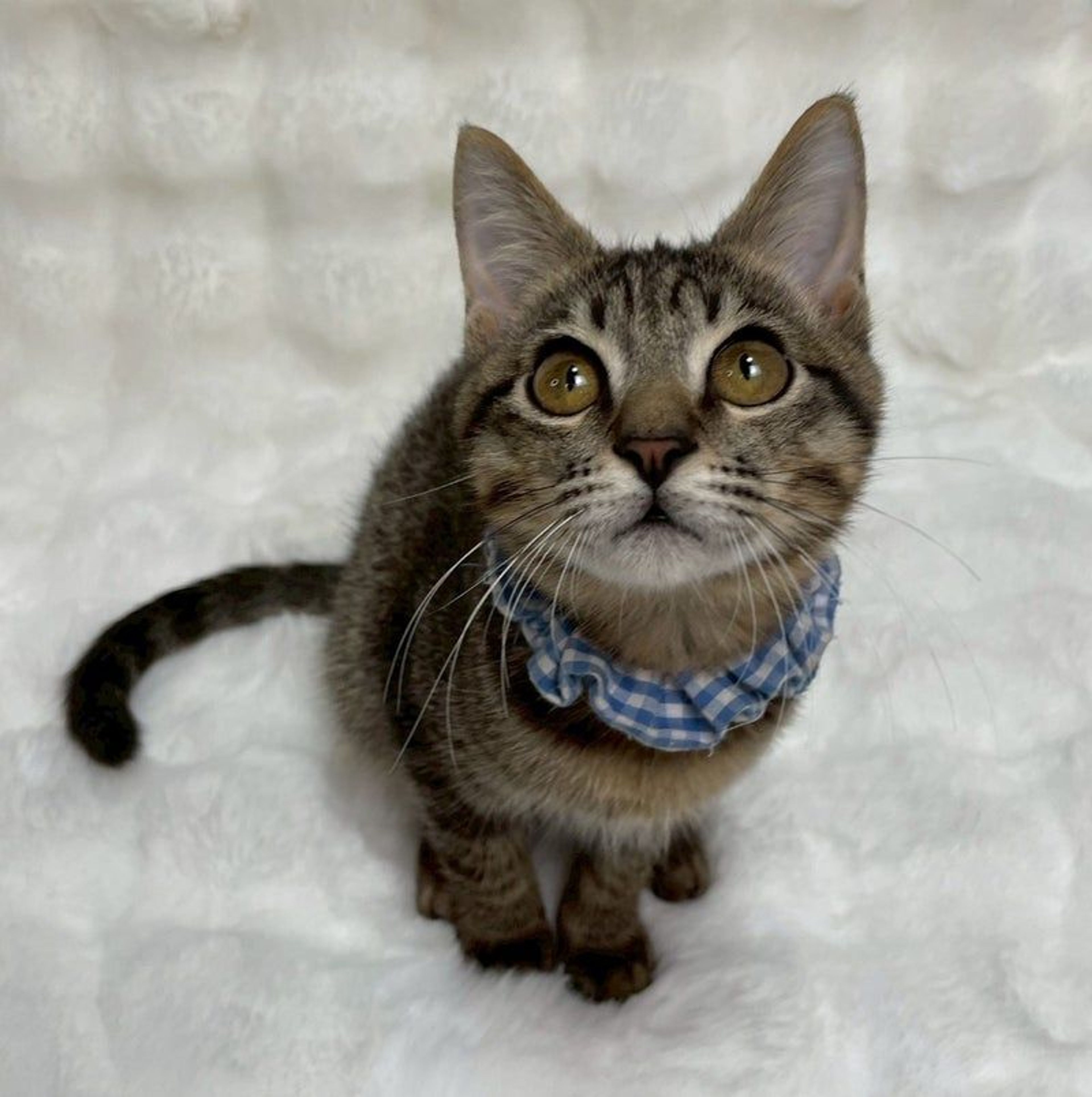 雑種（ミックス猫）・オスの里親募集の写真