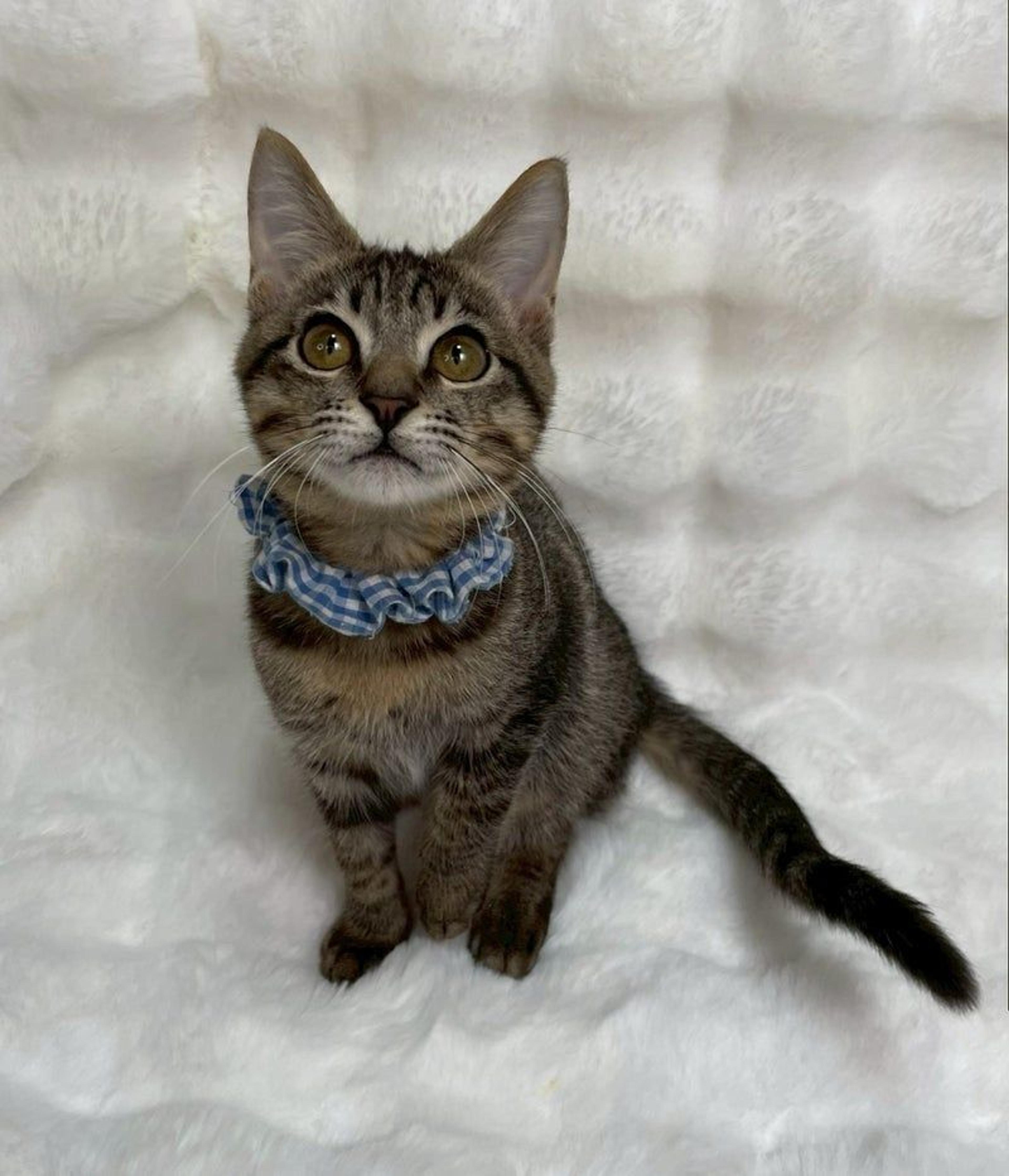 pet-image-3