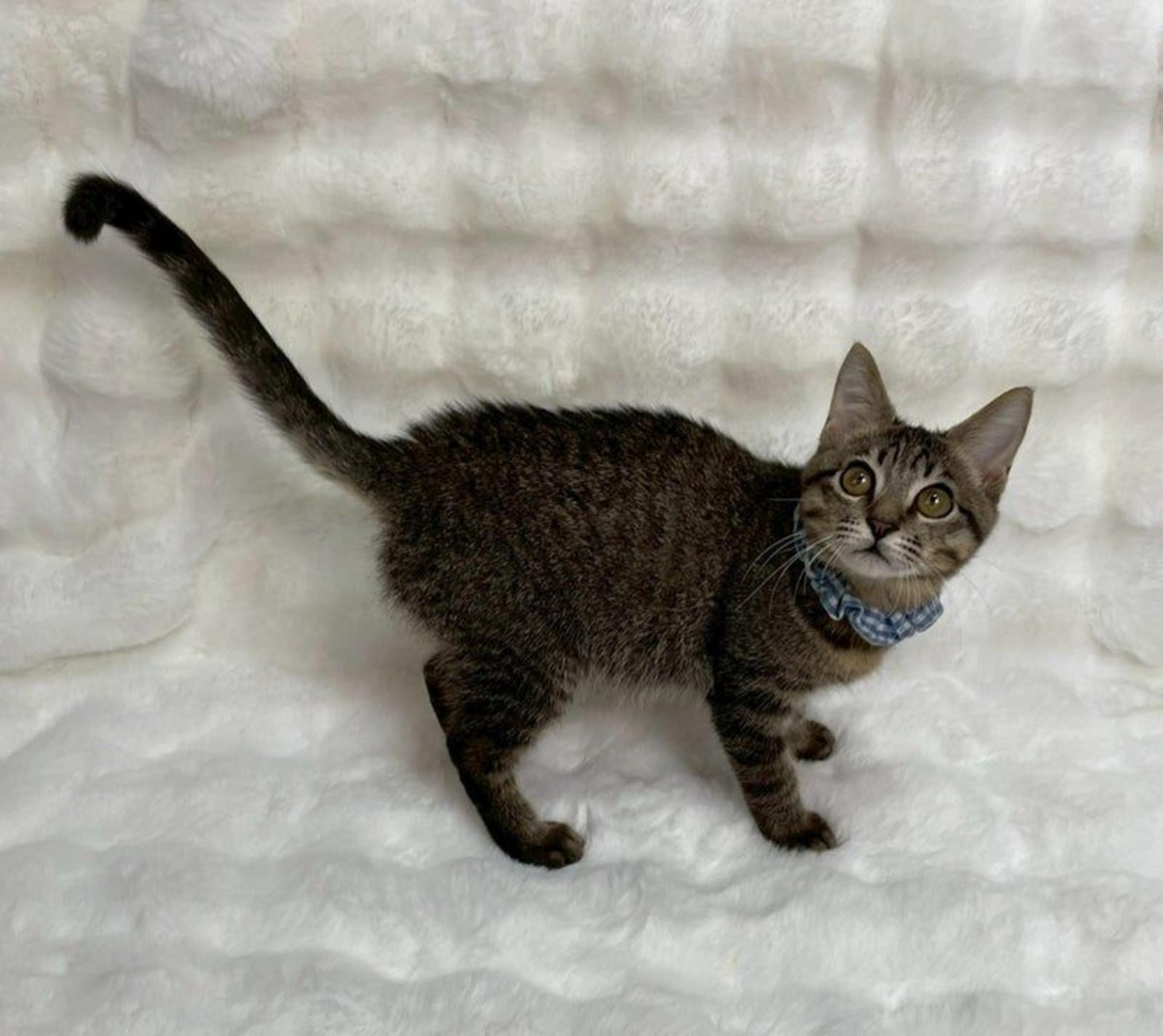 pet-image-4