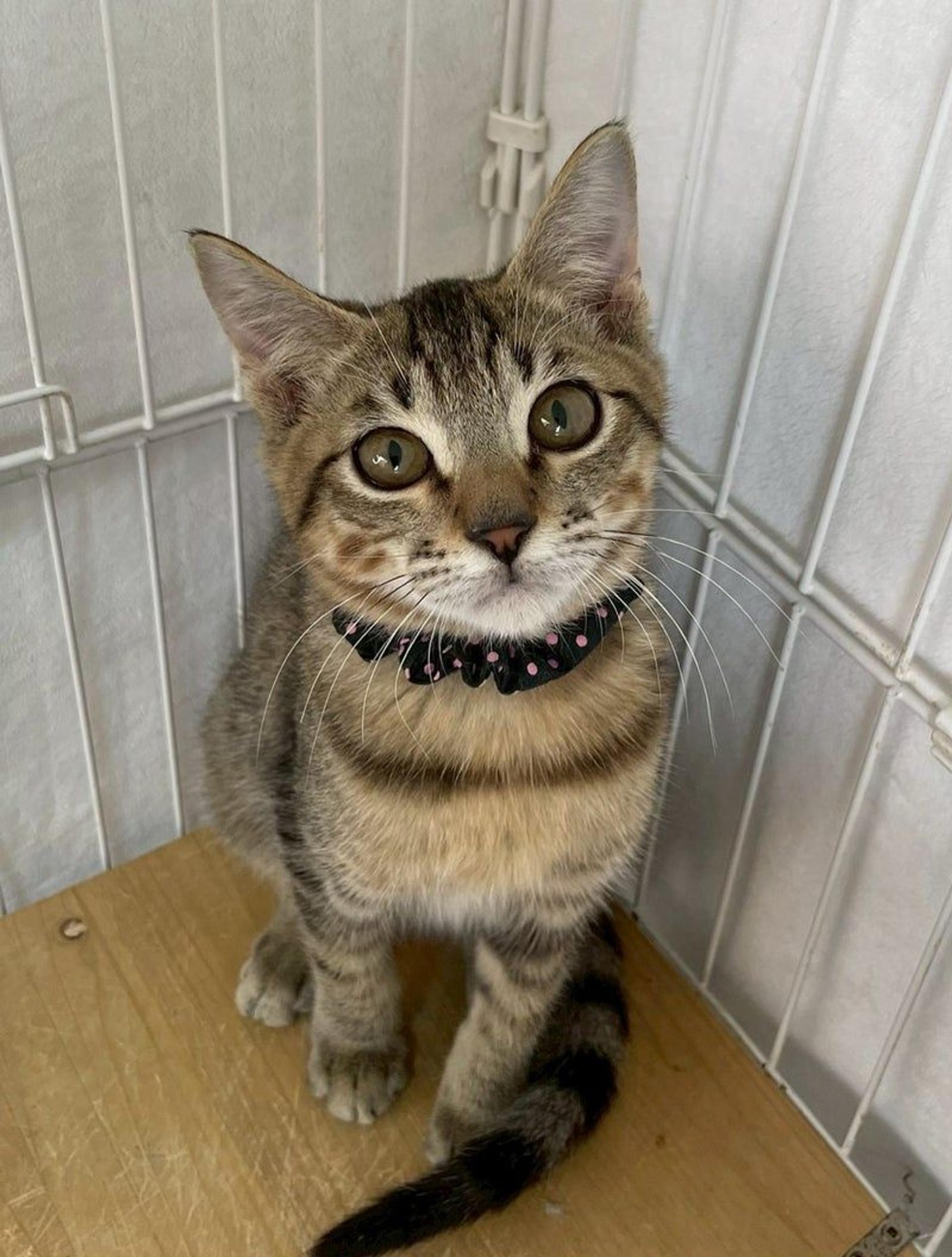 pet-image-3